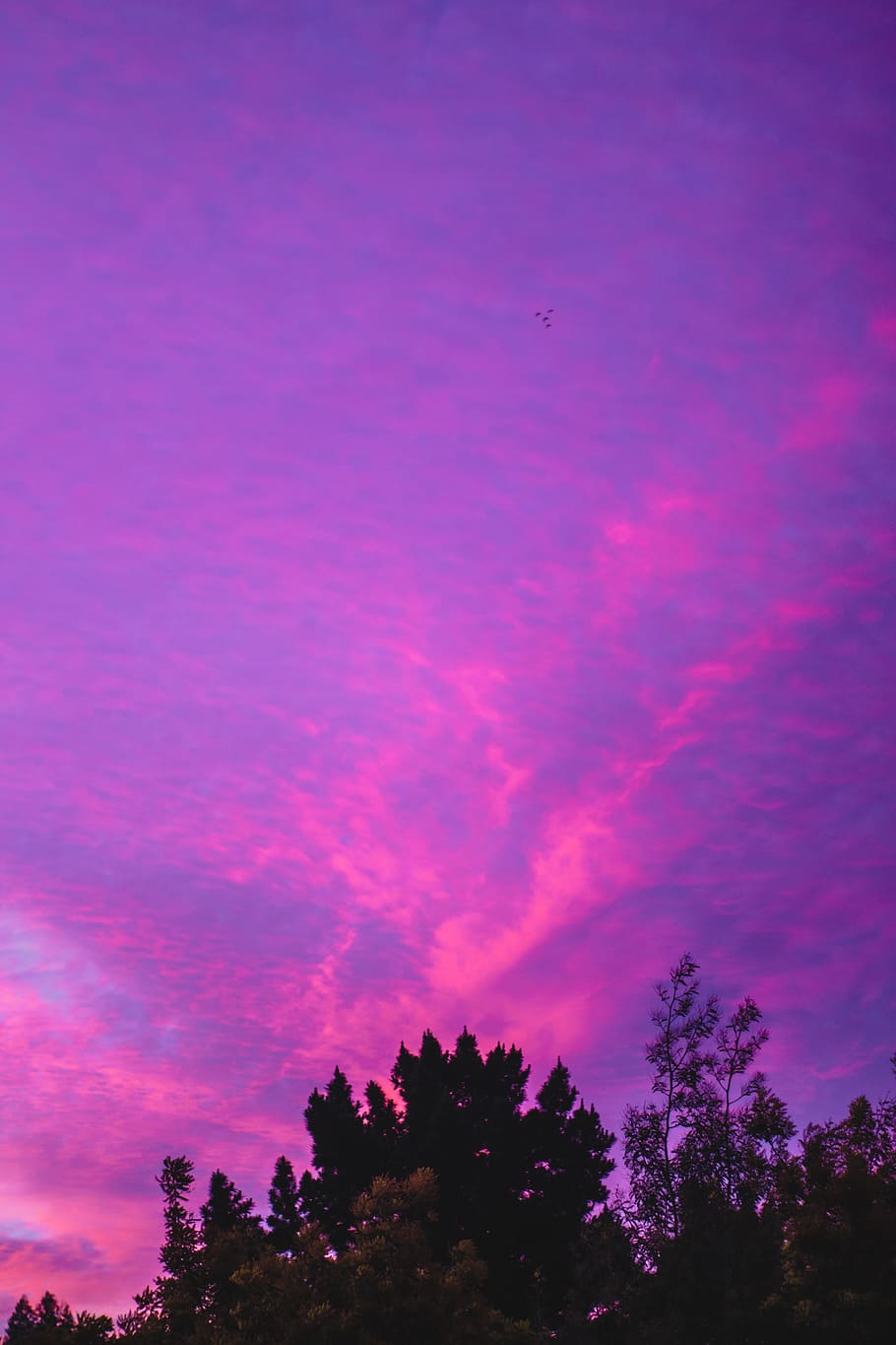 HD wallpaper: sky, pink sky, purple sky, clouds, pink clouds
