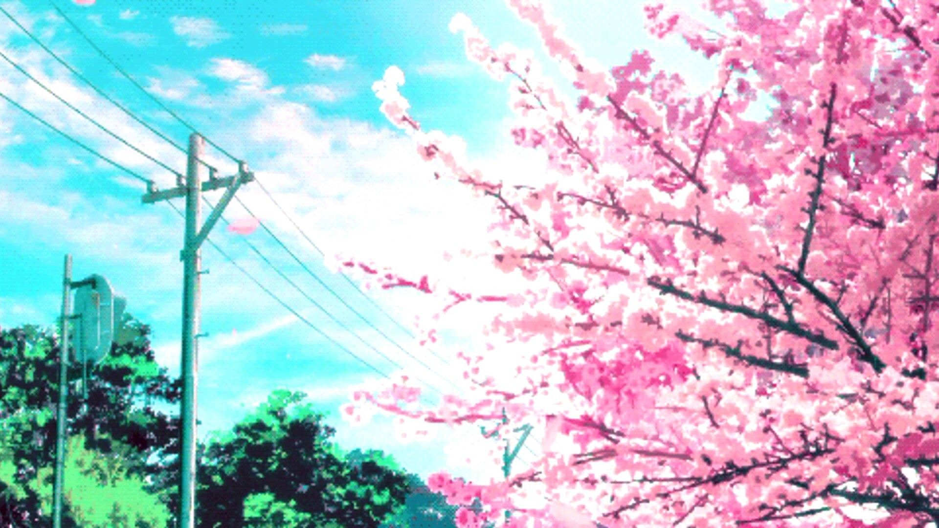 A beautiful aesthetic Tokyo street and the pink sakura tree blossom