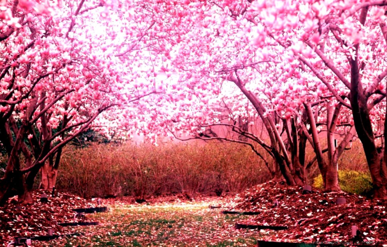 Cherry Blossom Anime Nature Background