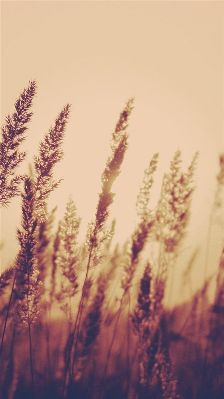 Nature Aesthetic Reed Plant Field Blur iPhone 8 Wallpaper Free