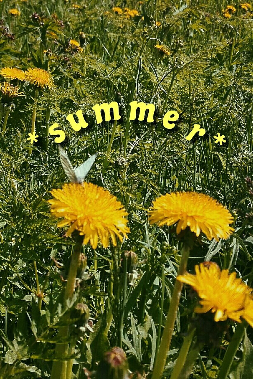 Summer wallpaper by me :)