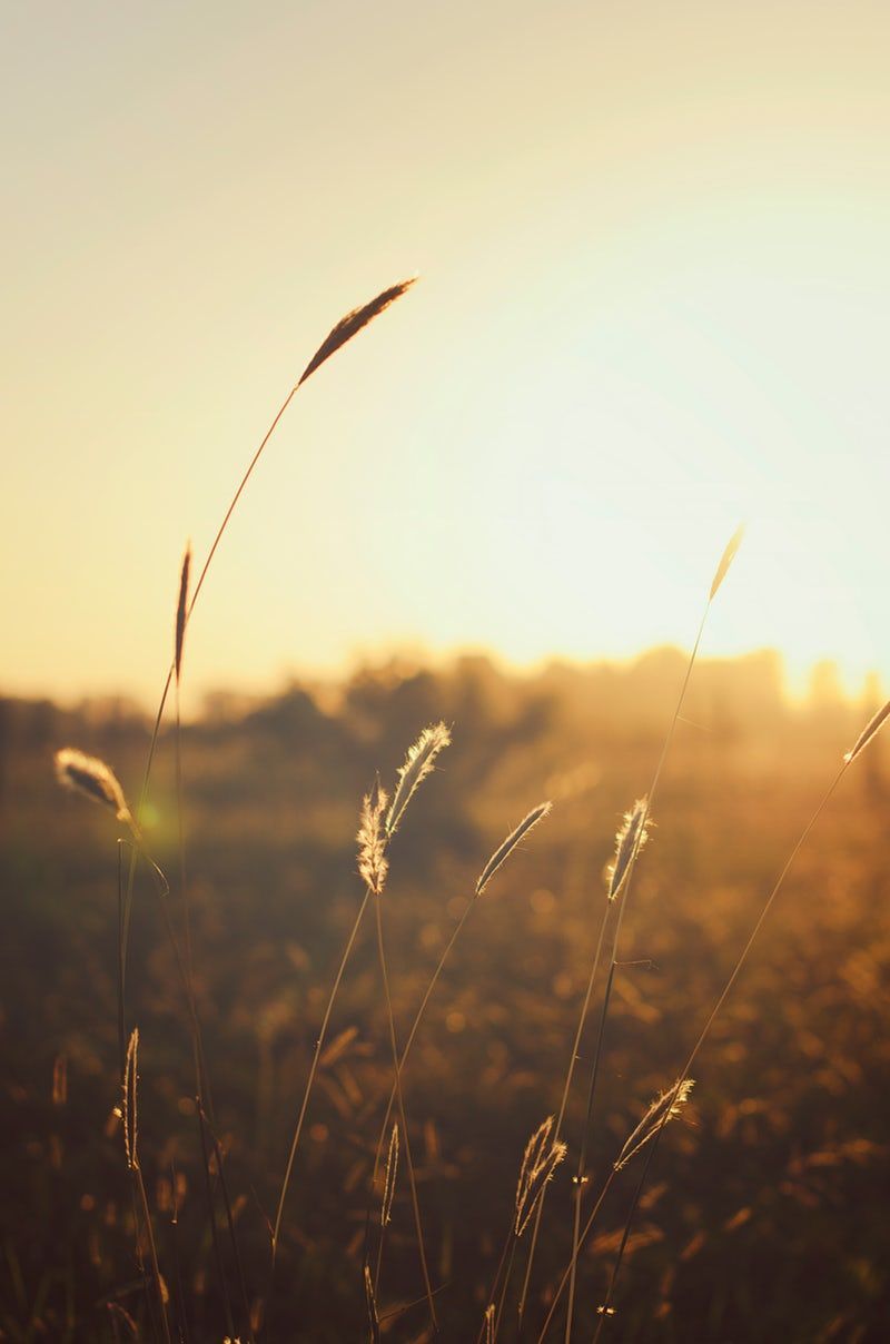 brown grass at golden hour. Nature aesthetic, Fields of gold