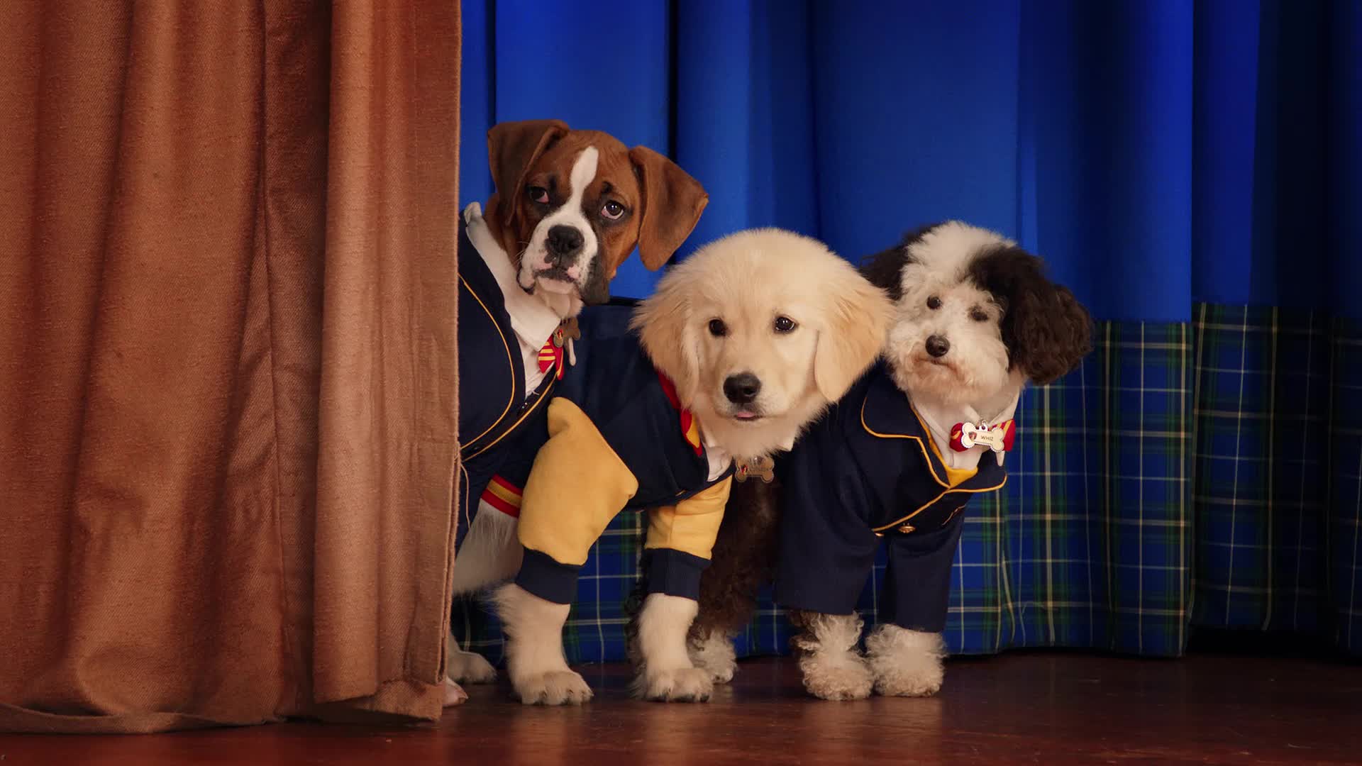 Pup Academy (TV Series 2019– )
