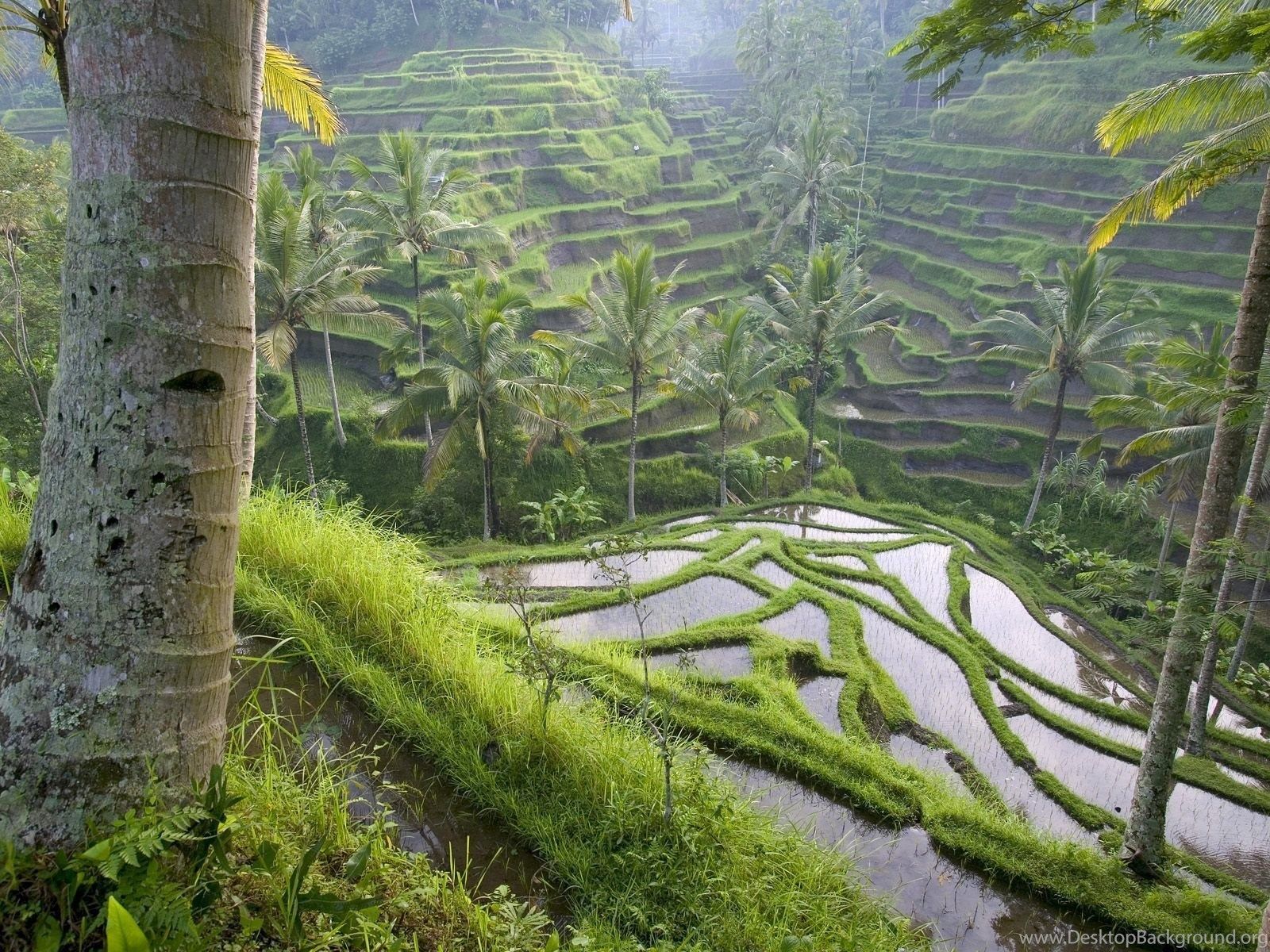 Terraced Rice Paddies / Ubud Area / Bali / Indonesia Wallpaper
