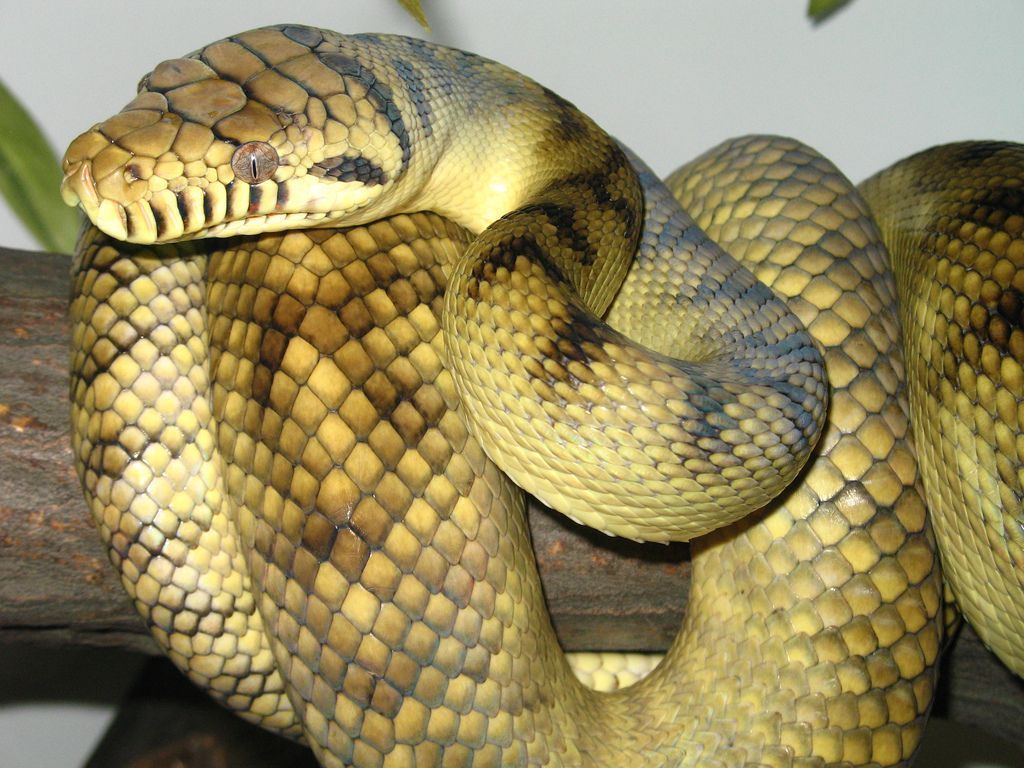 Big Snake HD Wallpaper ready to download for desktop. Snake facts, Types of snake, Snake
