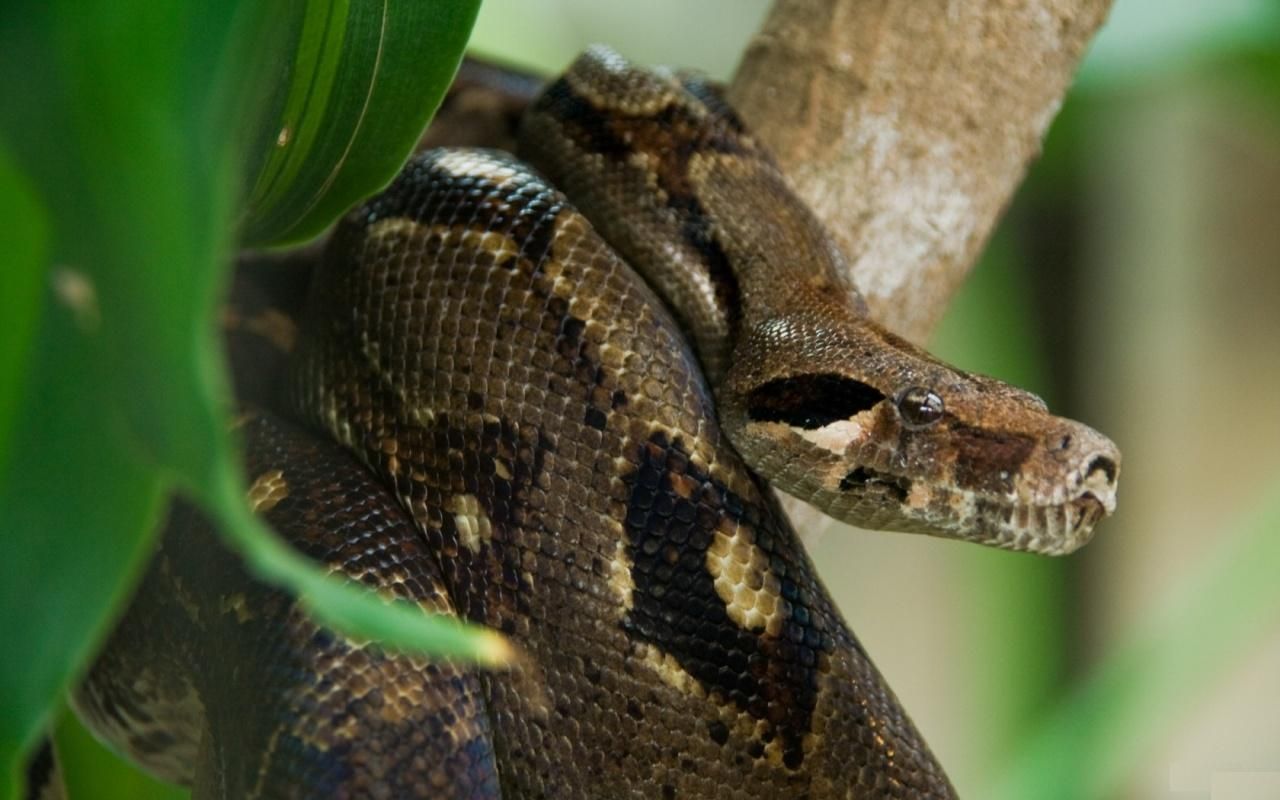 Dangerous And Fabulous ANACONDA Snake Wallpaper In HD - Anaconda snake, Snake wallpaper, Animal photography dogs