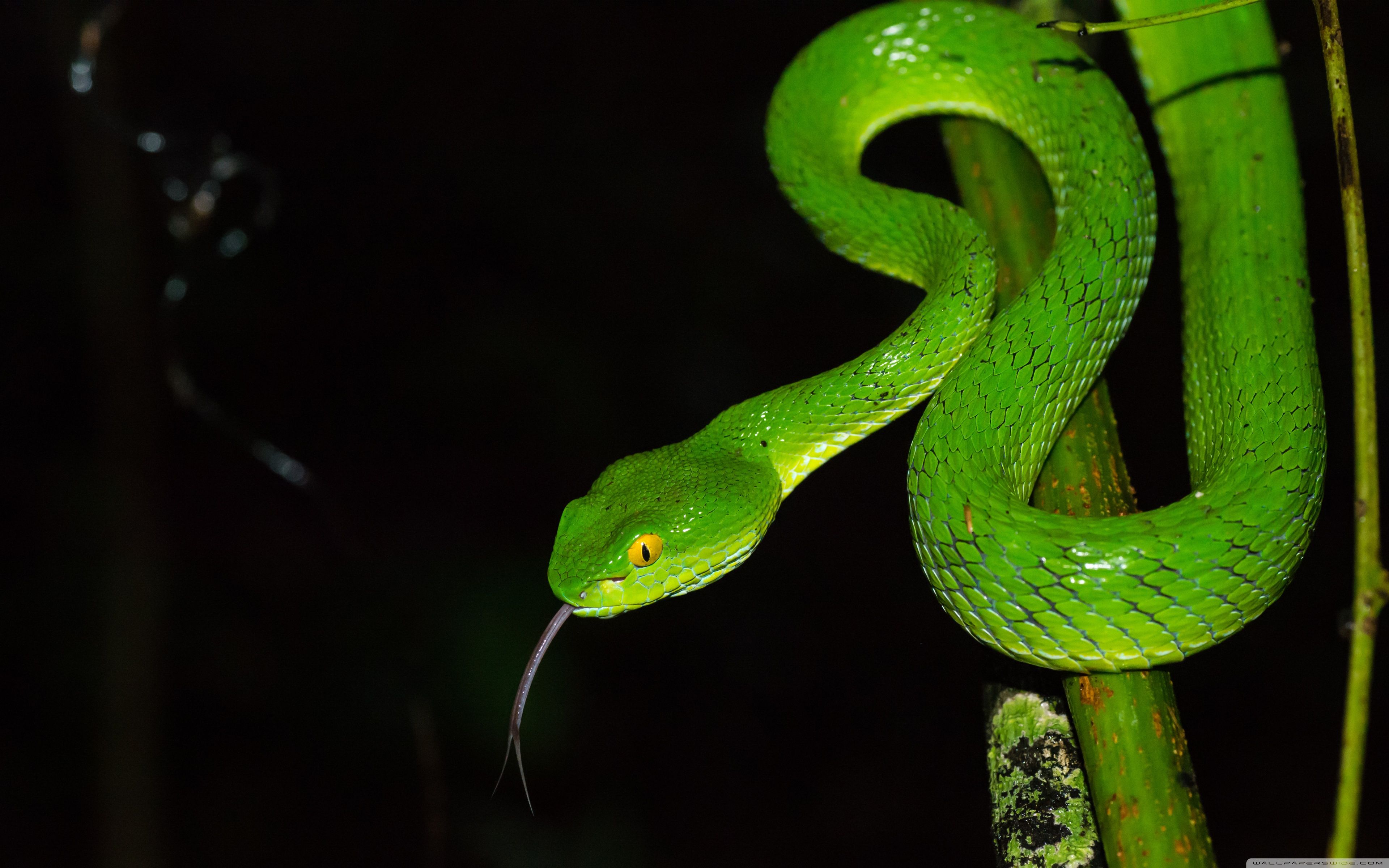 Green large eyed Pit Viper Snake, Trimeresurus Macrops Ultra HD
