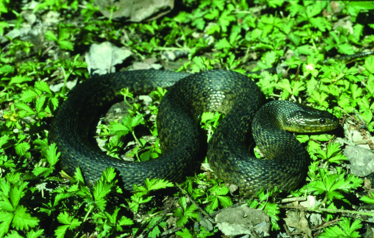 Large Dark Green Snake