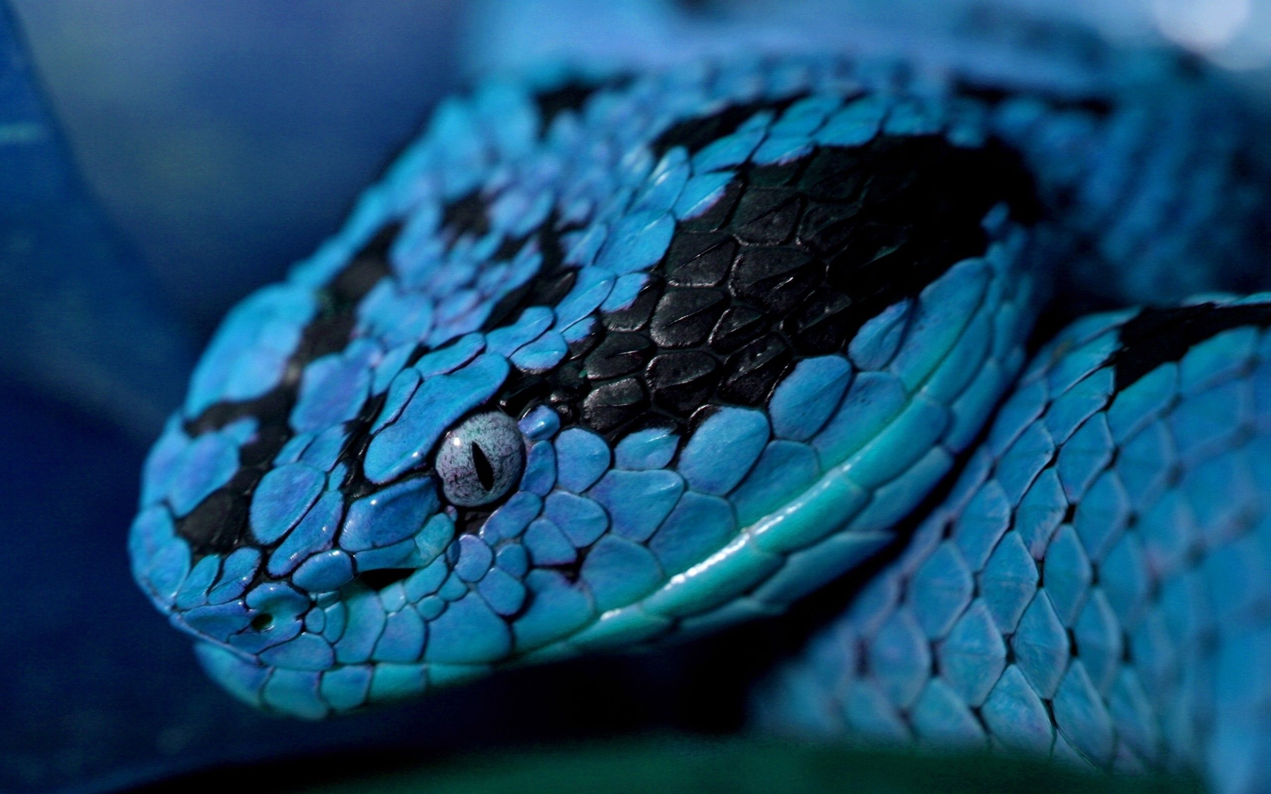 blue snakes reptiles 2560x1600 wallpaper High Quality Wallpaper