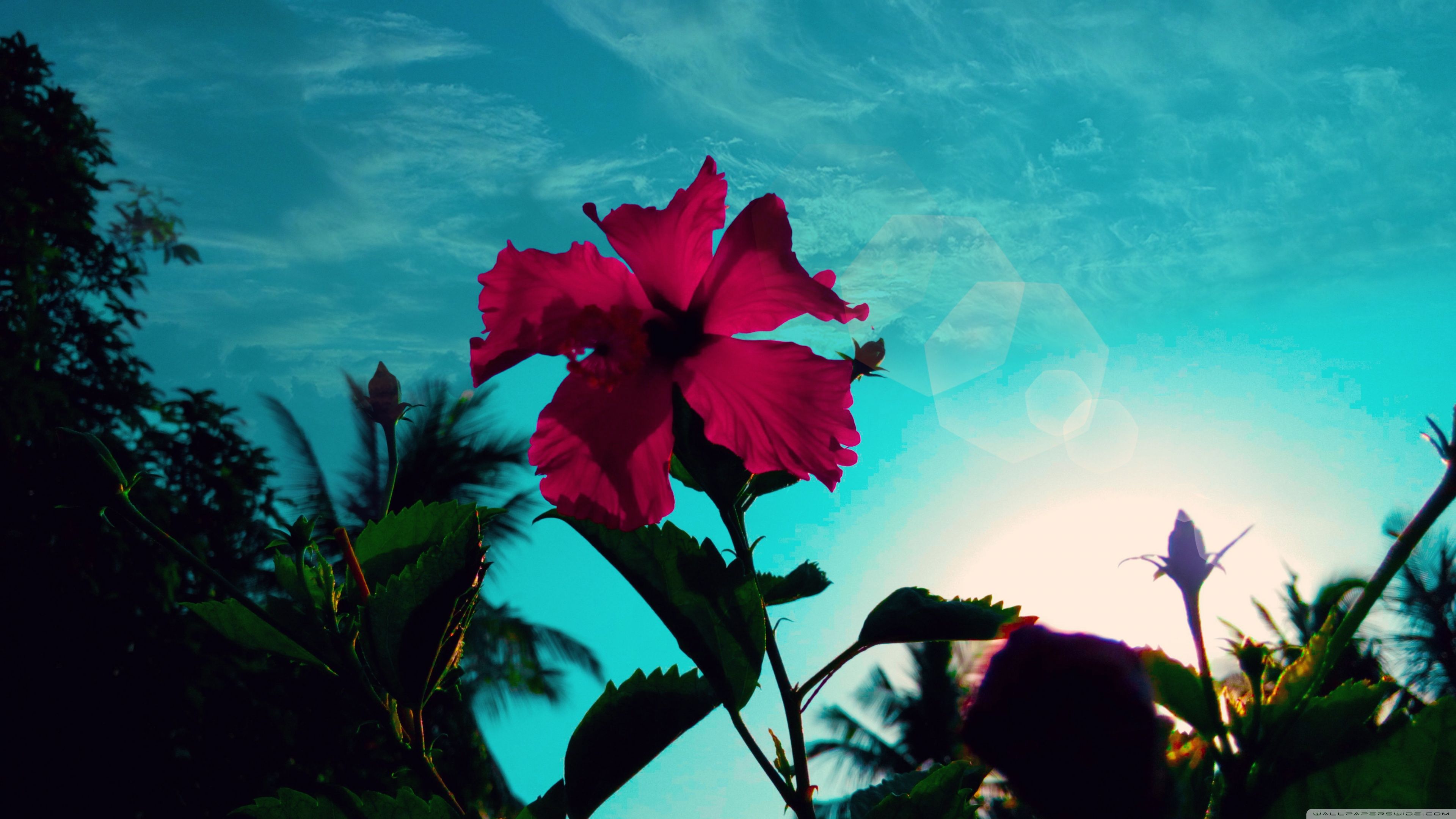 Hibiscus Rosa, Cool Climate Ultra HD Desktop Background Wallpaper