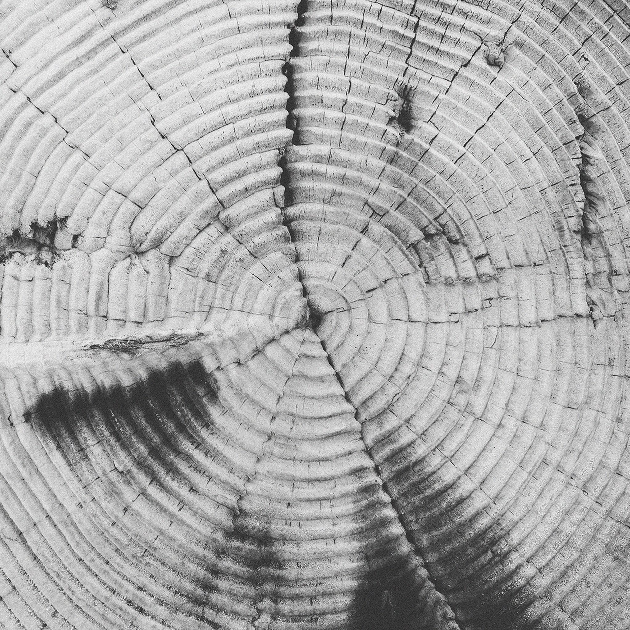 Old Tree Texture Pattern Bw