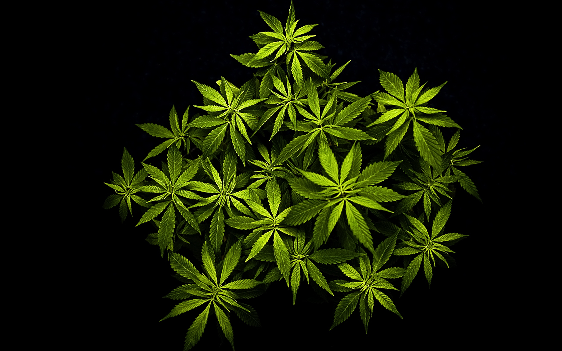 Marijuana Wallpaper Png & Free Marijuana Wallpaper.png Transparent