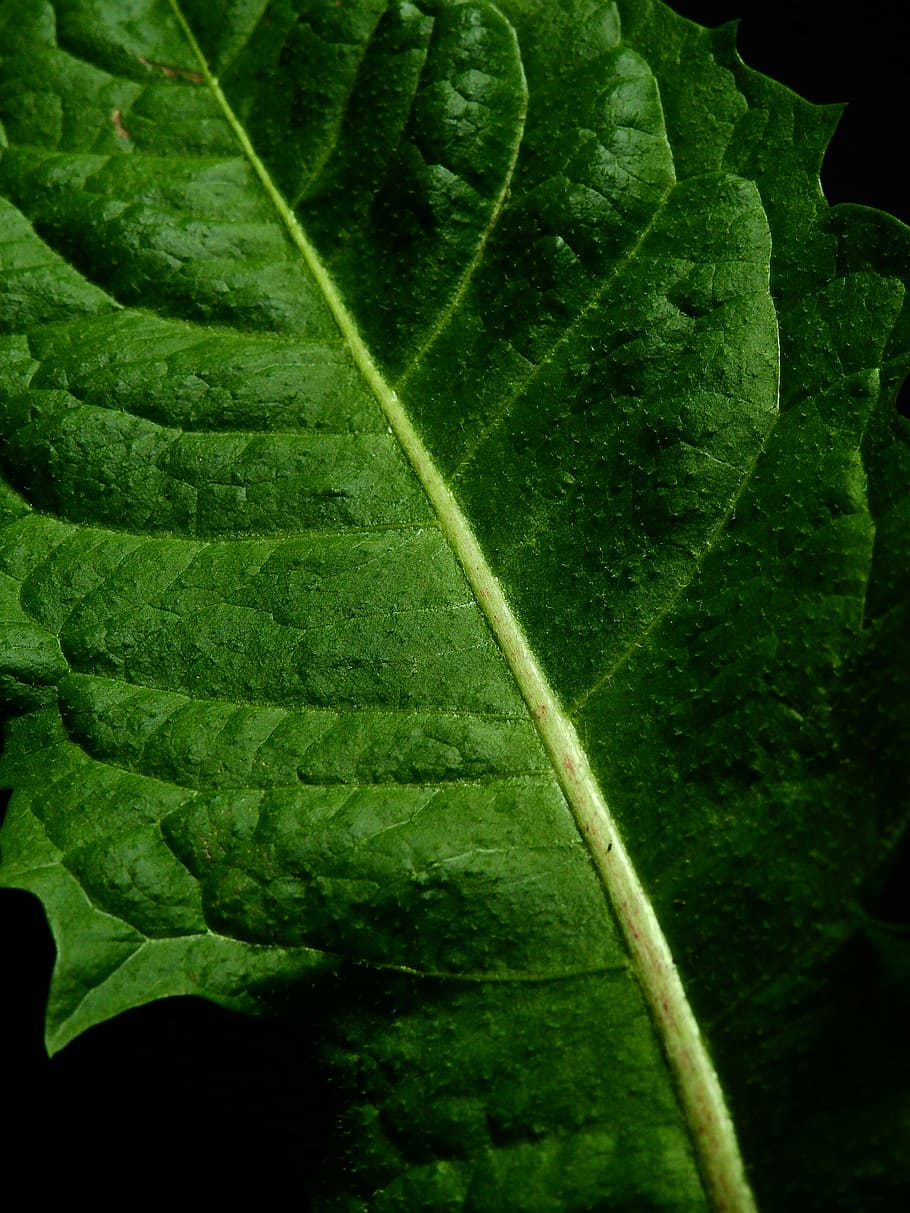 HD wallpaper: leaf, nature, plant, dandelion, green, weed