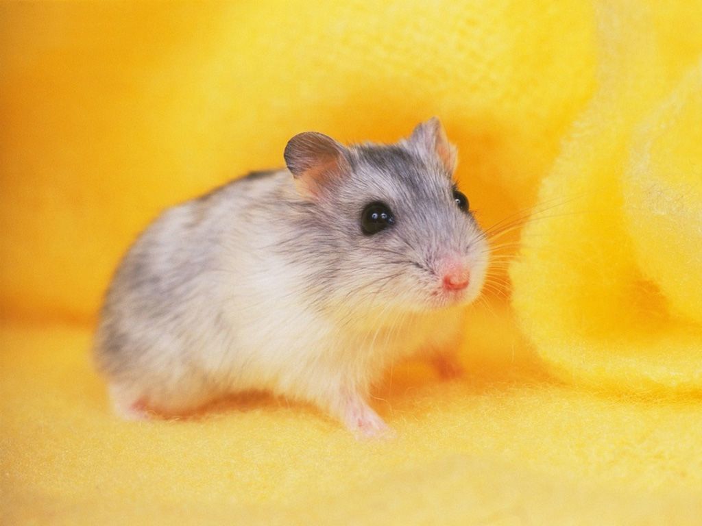cute baby dwarf hamster