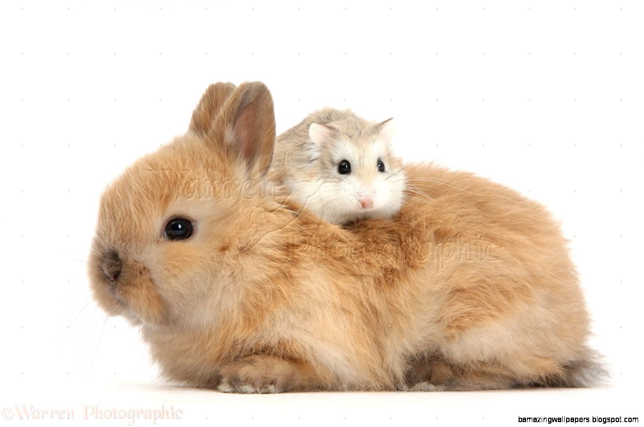 cute baby dwarf hamster