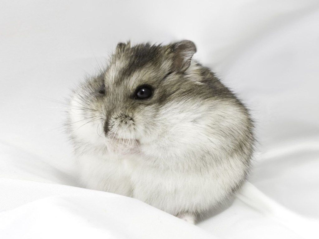 Cute Flat Hamster Wallpaper Hamster Wallpaper & Background Download