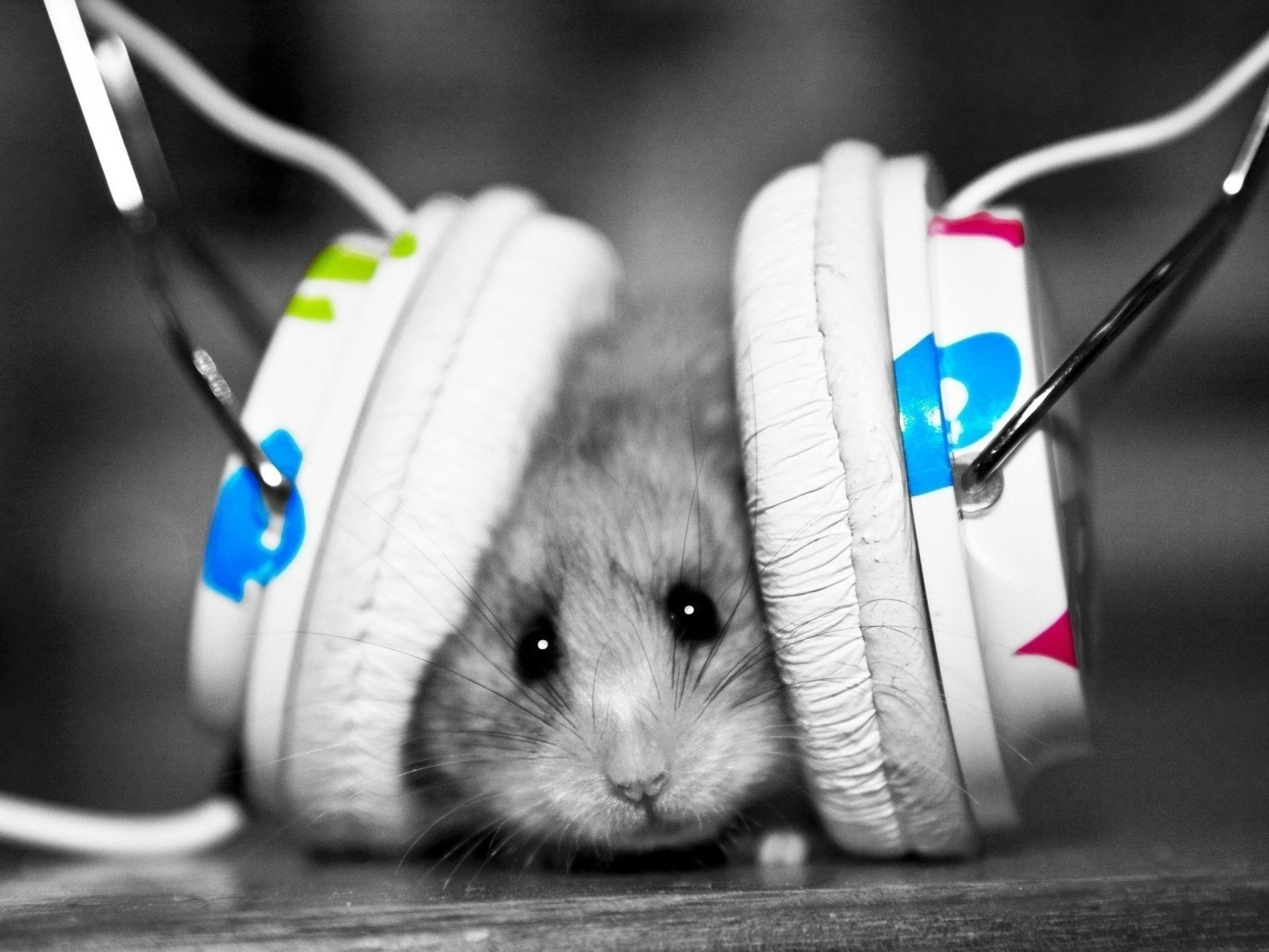 Hamsters, Desktop Wallpaper, headphones, Nature, Colors, Mice