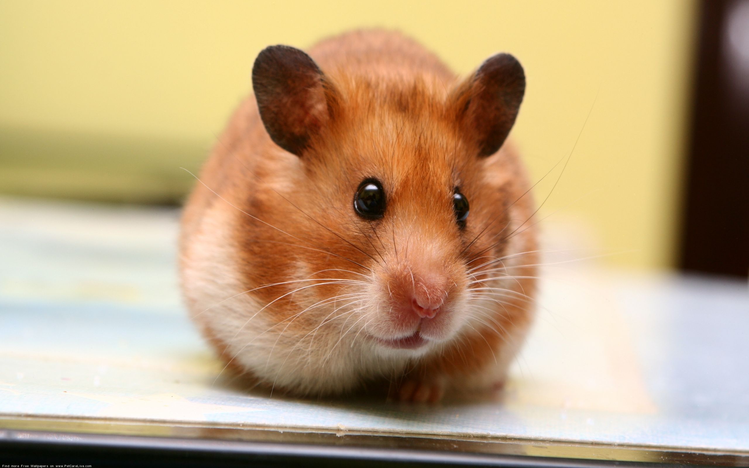 Download Wallpaper 2560x1600 Hamster, Big Eared, Muzzle, Baby