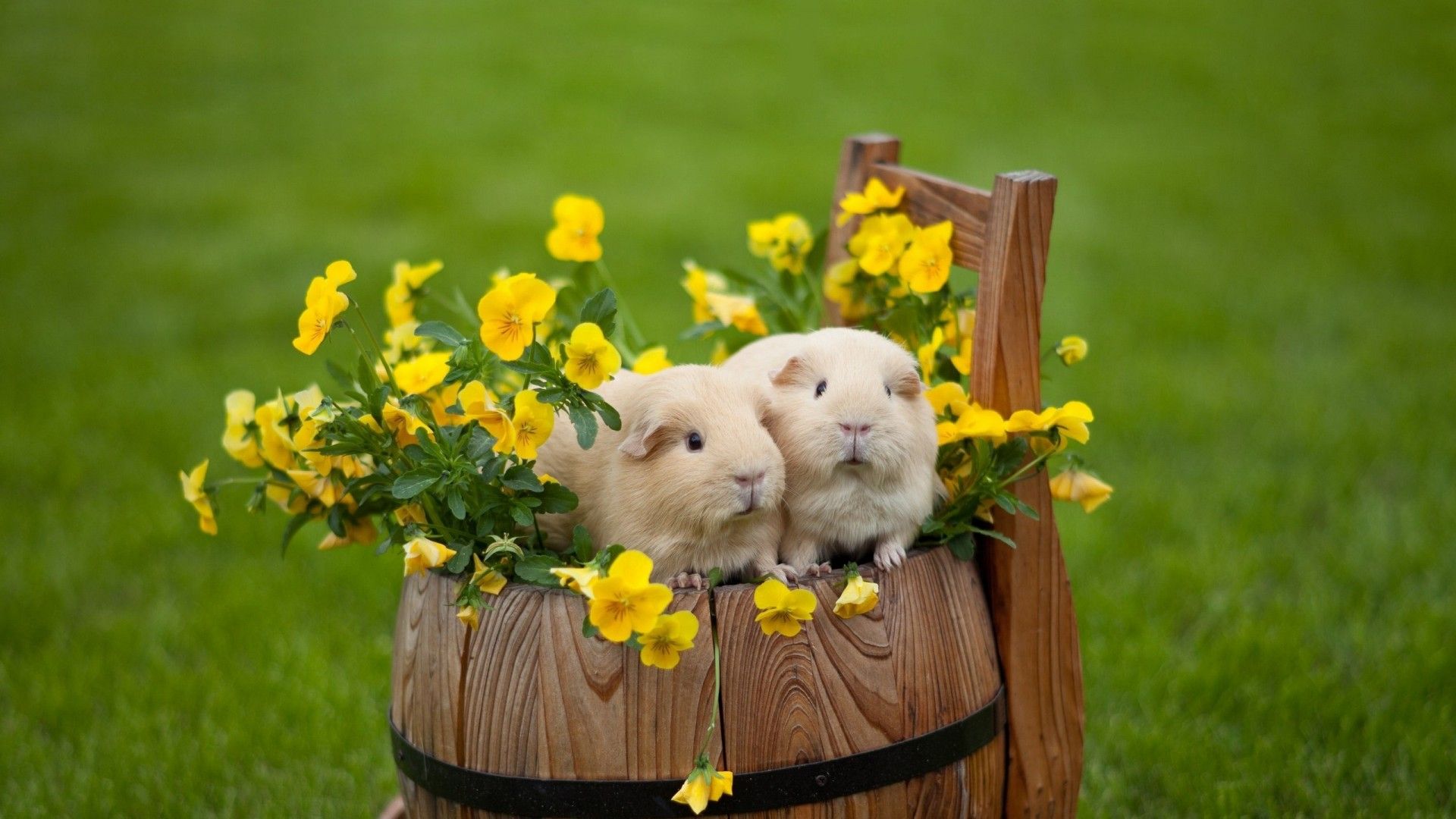 Hamster Cute Baby HD Image Wallpaper Wallpaper Litle Pups 1920x1080