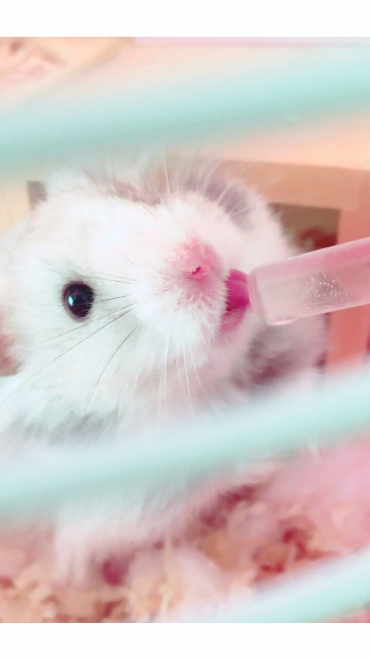 animals, baby, background, beautiful, beauty, colorful, cute