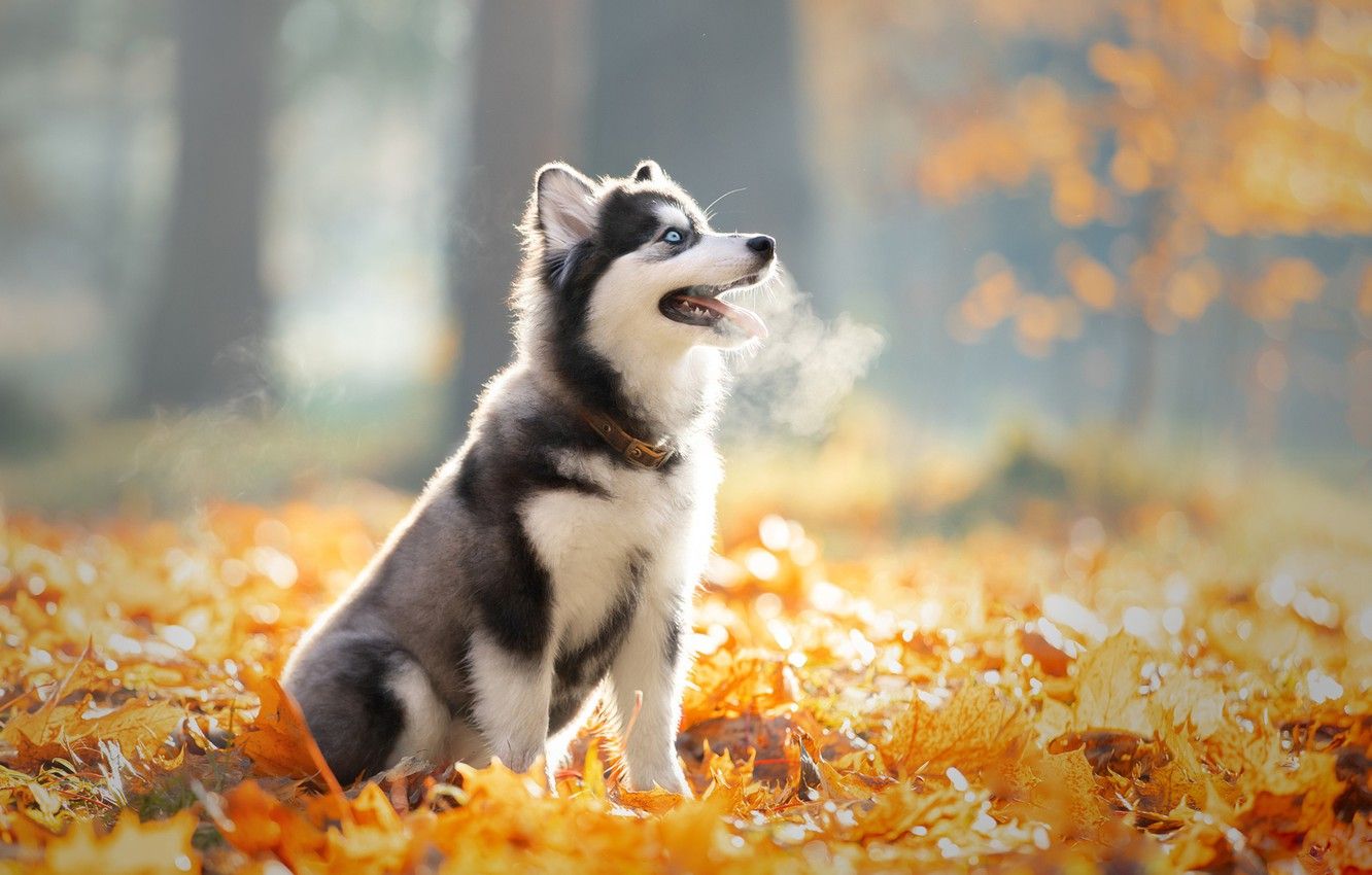 Wallpaper autumn, look, leaves, light, trees, nature, Park, glade, foliage, dog, baby, couples, puppy, sitting, lawn, husky image for desktop, section собаки