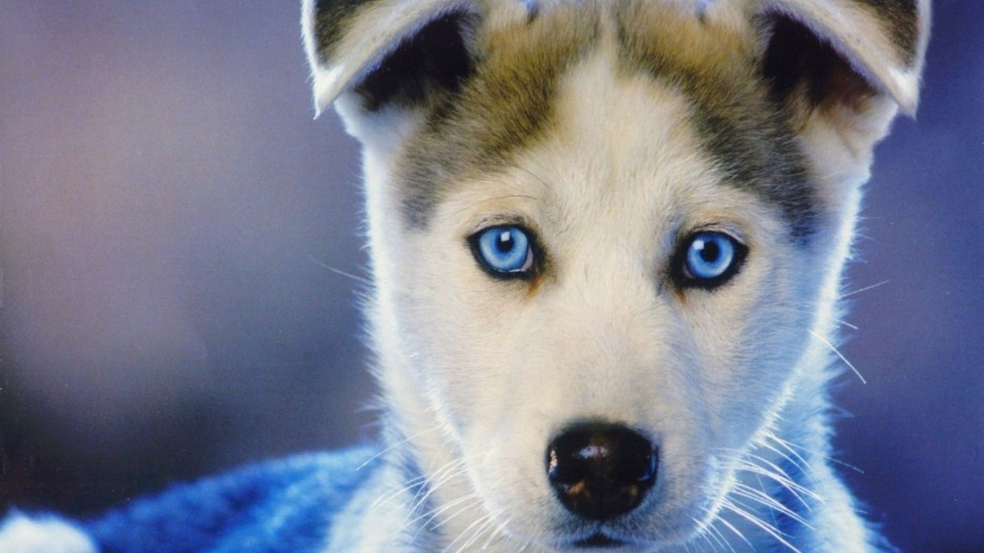 dog, Siberian Husky, Puppies, Animals, Baby Animals, Face, Closeup