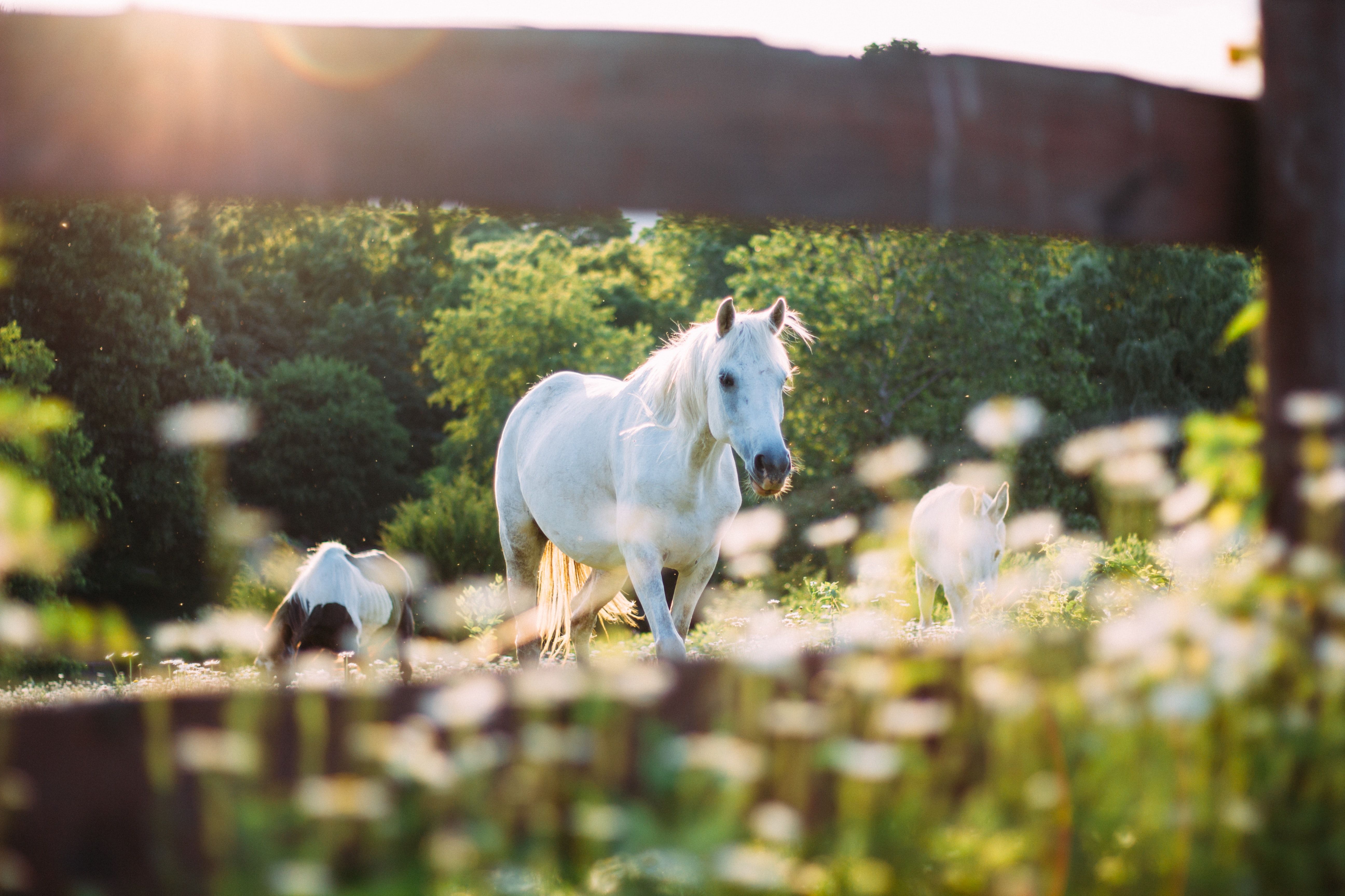 Long Horse Wallpapers - Wallpaper Cave