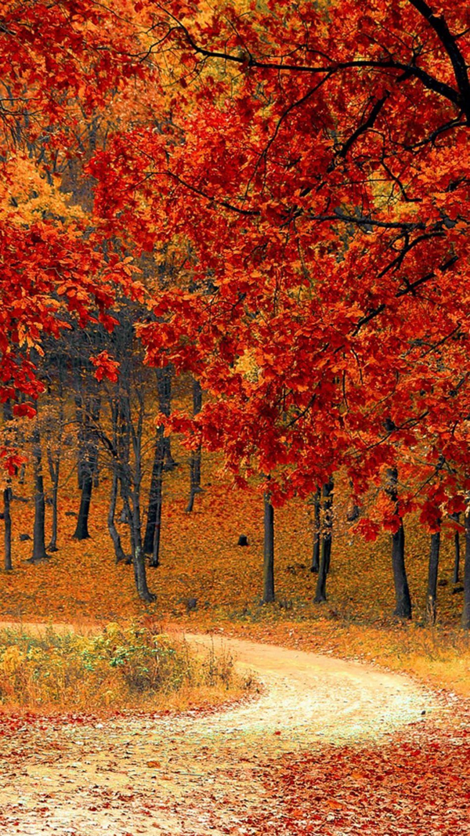 Free download Download Beautiful Autumn Road Trees Pure 4K Ultra