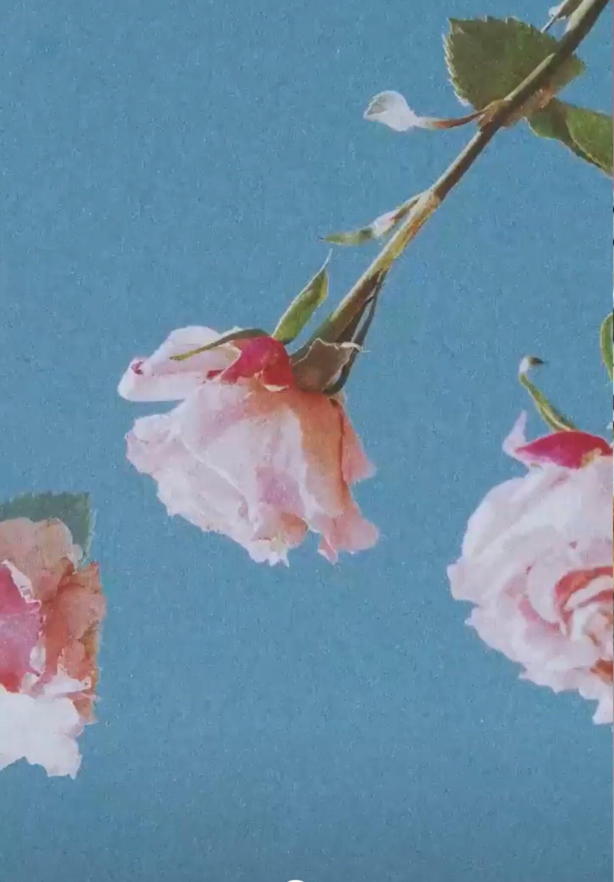 Idk if anyone has posted this but this is the background for the merch ad Taylor has on her stories without any letters. I thought it was cute AF for a wallpaper