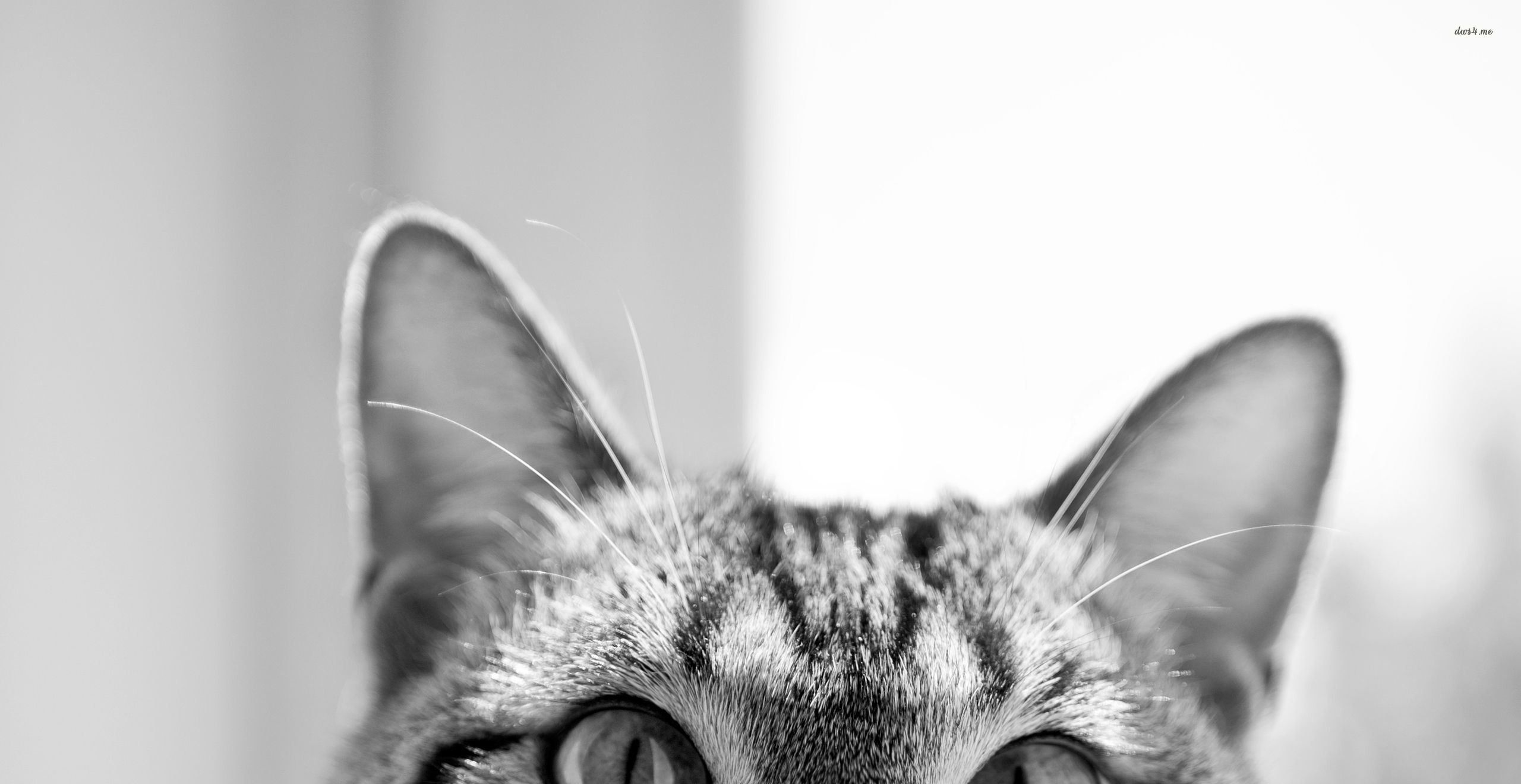 cute cat tumblr backgrounds