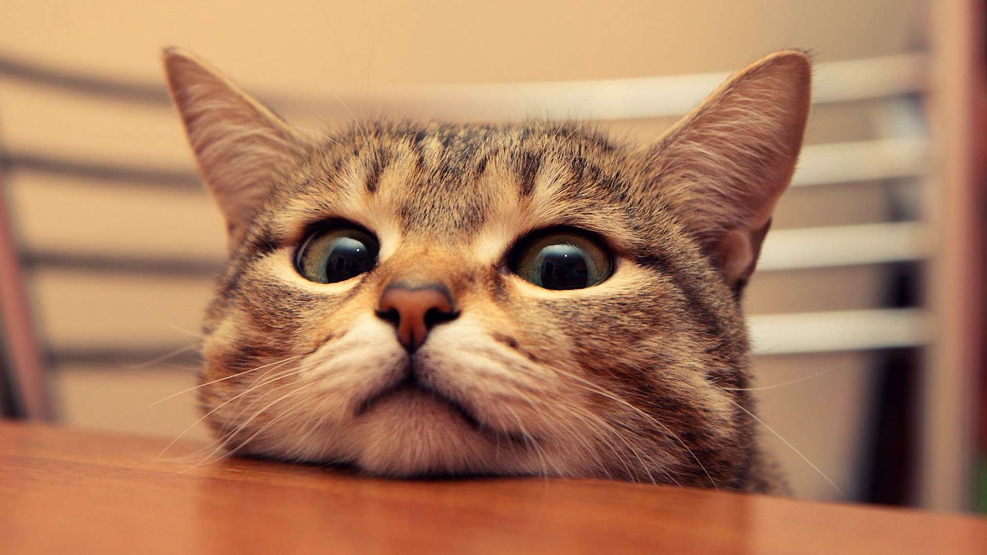 Tumblr Cute Cat Desktop Wallpaper Free Tumblr Cute Cat