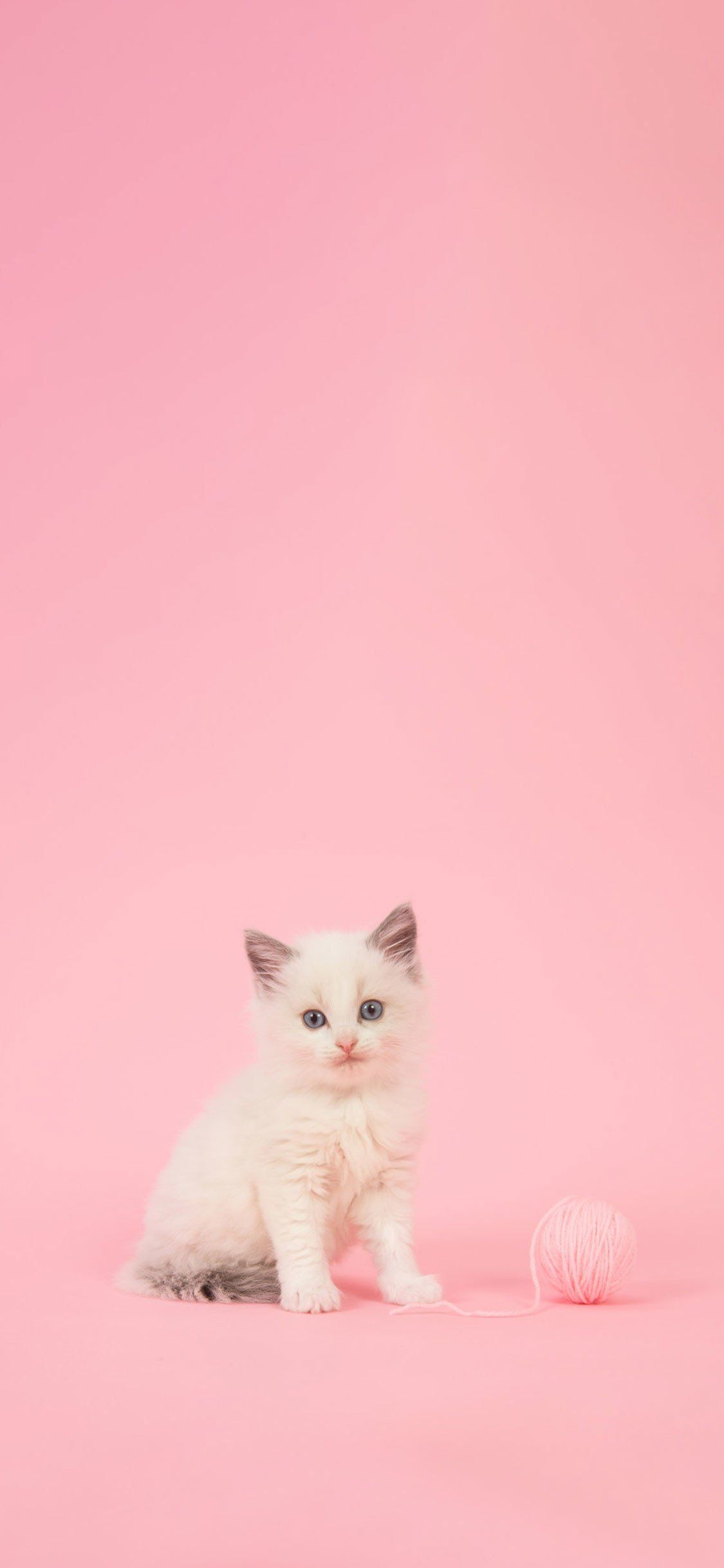 10 Outstanding pink aesthetic wallpaper cat You Can Download It For ...