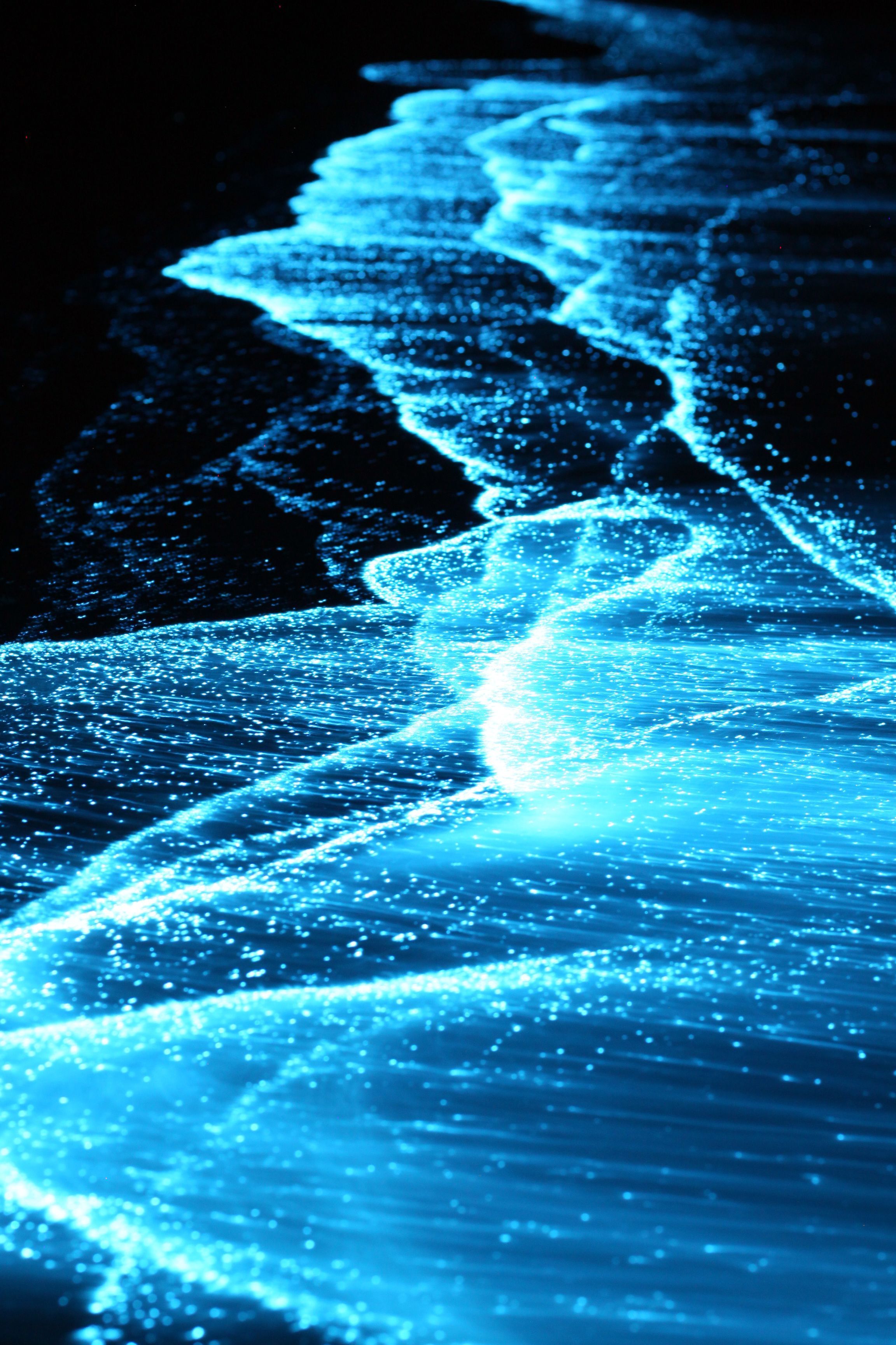 Bioluminescence Wallpaper Free Bioluminescence Background
