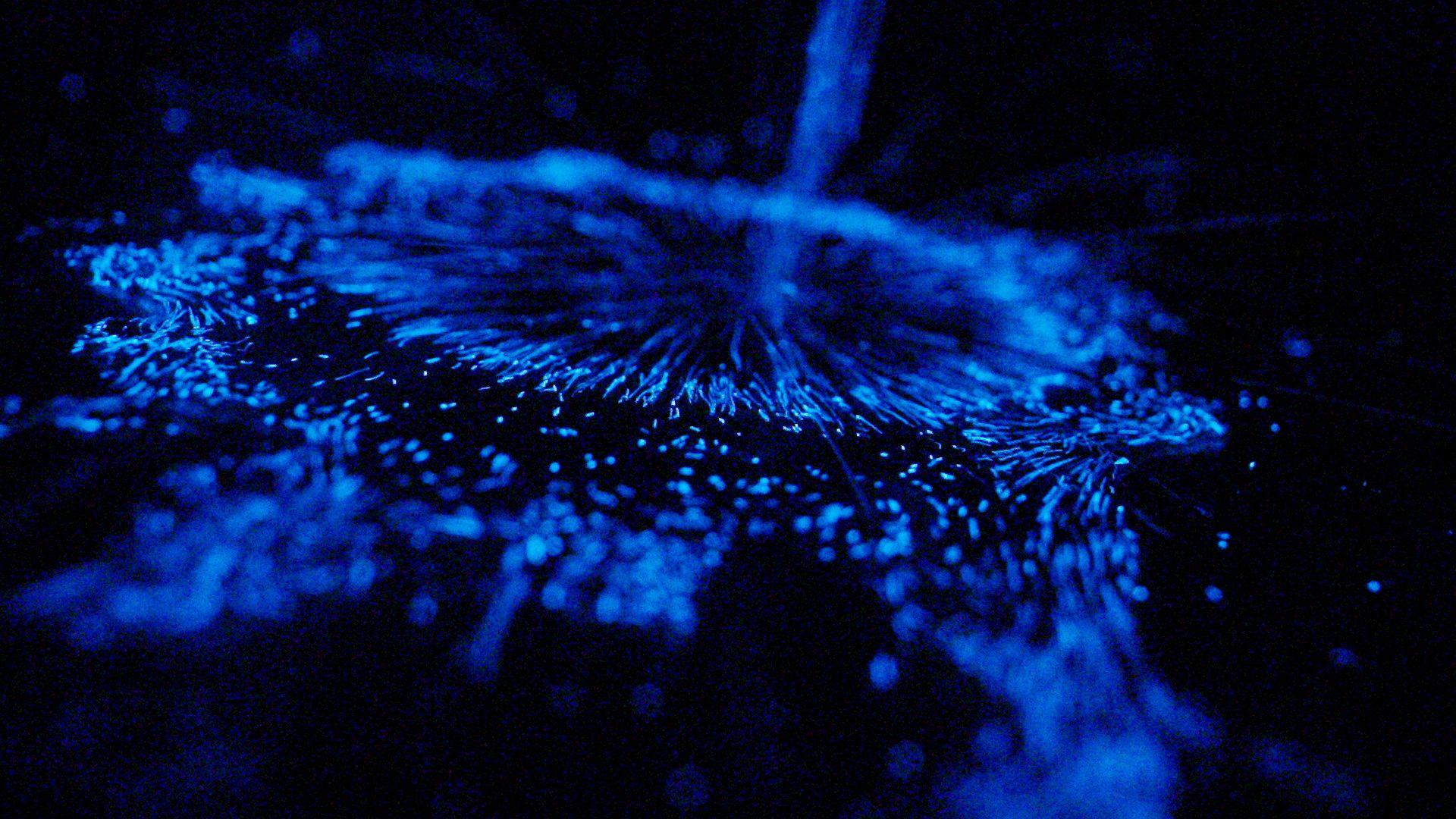 This night hike will lead you to a secret bioluminescent wading pool