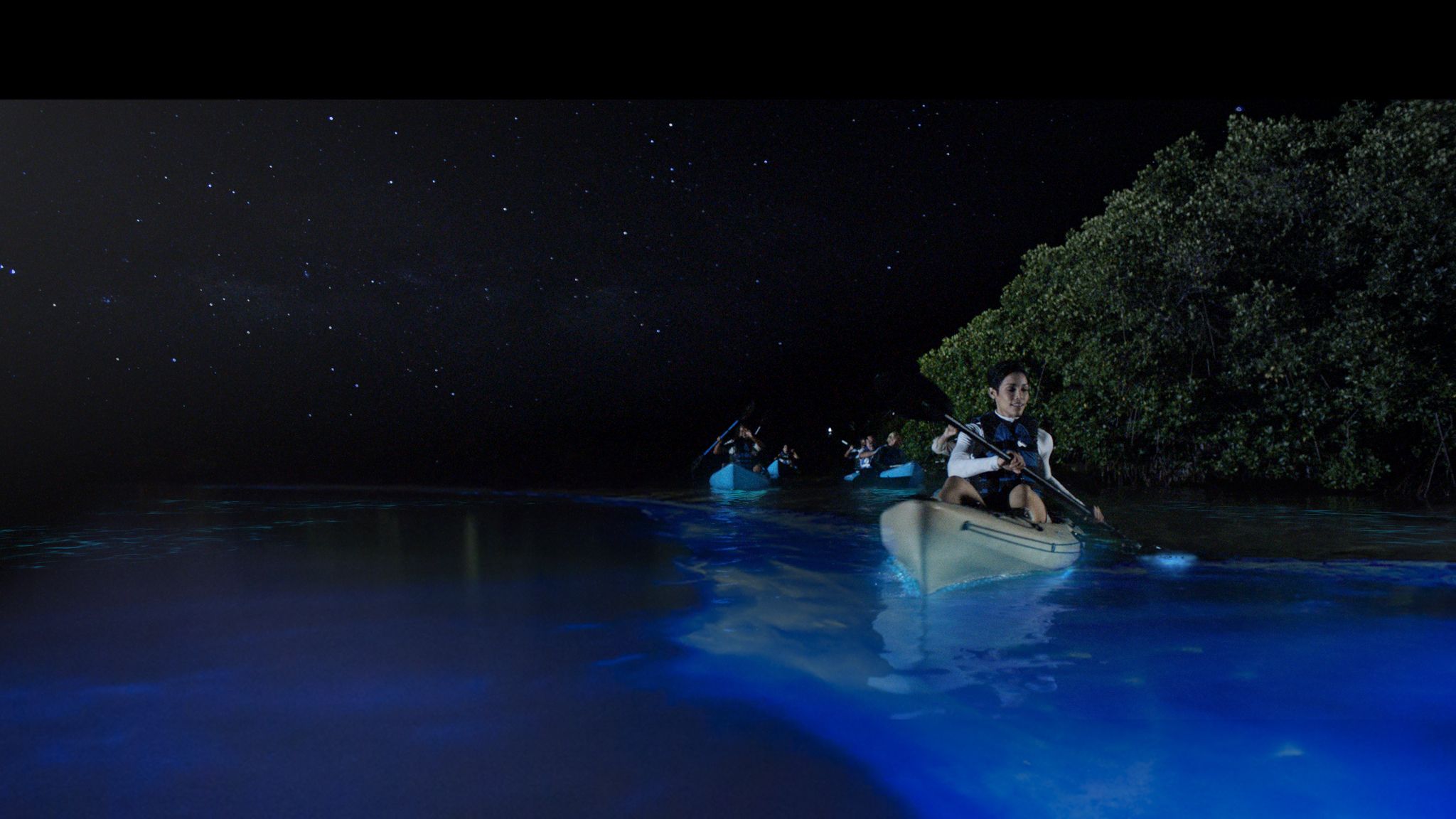 Places to Experience the Phenomenon of Bioluminescence Light Up