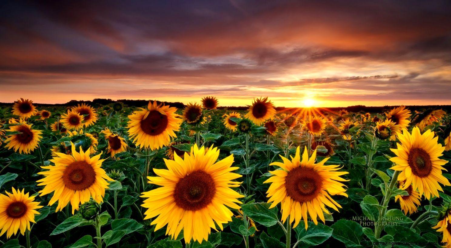 Sunflower Tumblr Photography