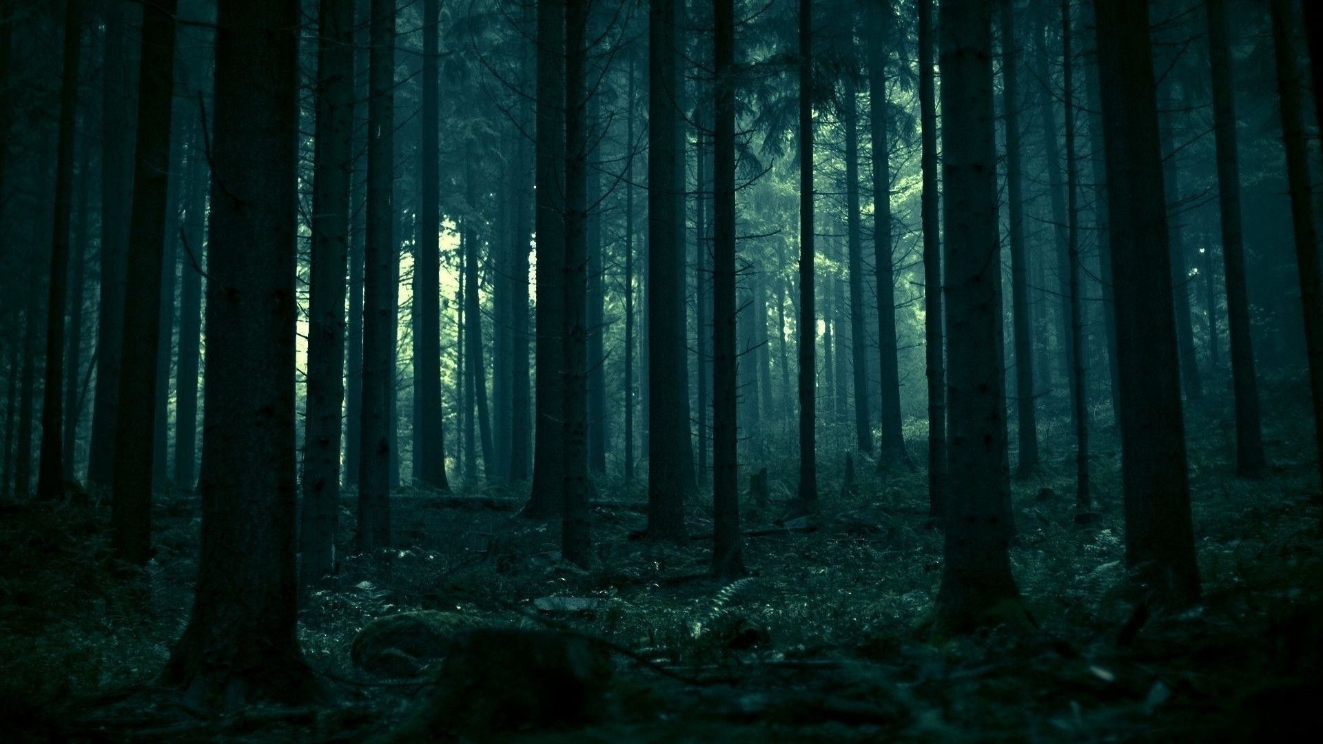Dark Forest HD Photo Wallpaper Forest Background
