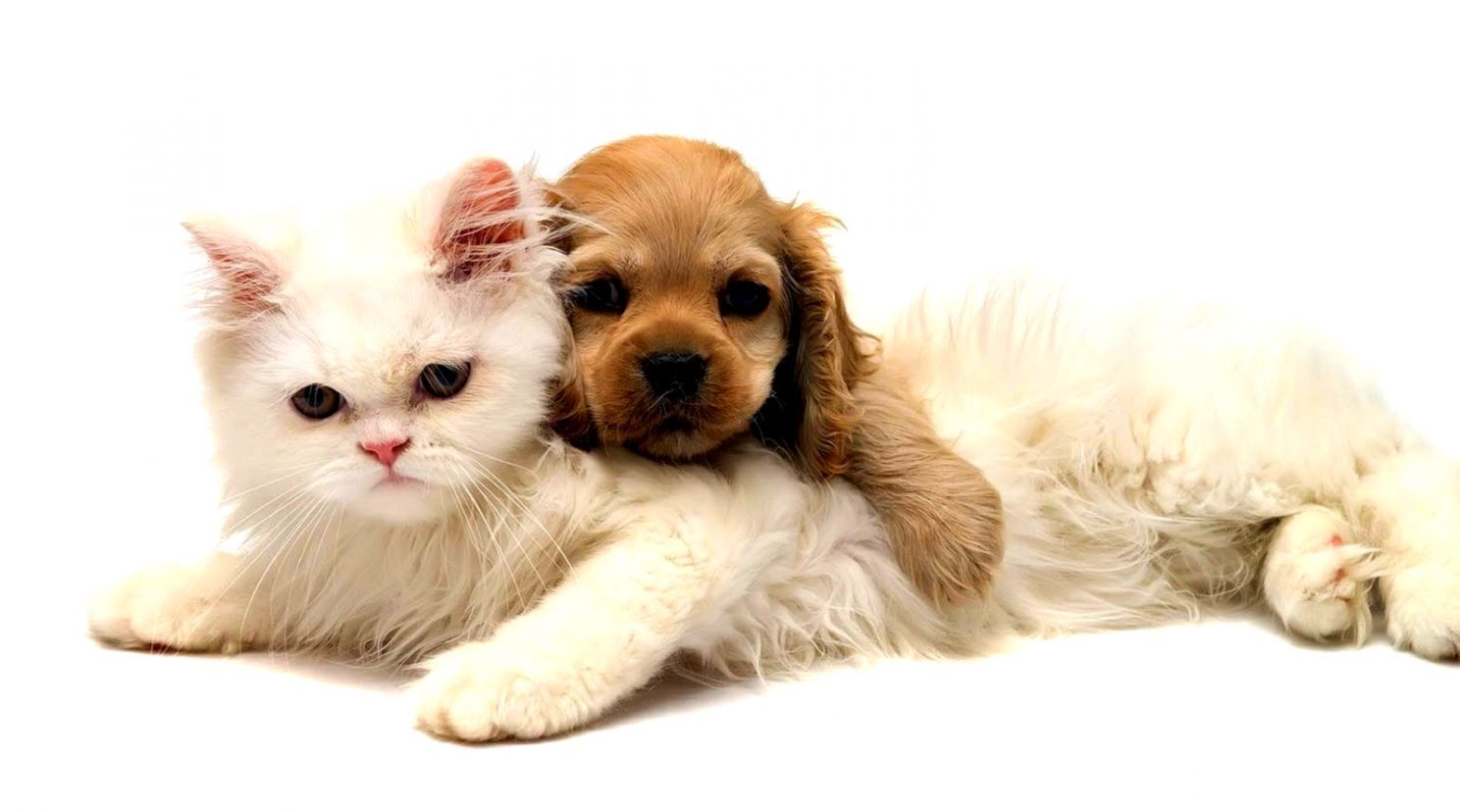 Cute Cat And Dog Wallpapers posted by Christopher Sellers