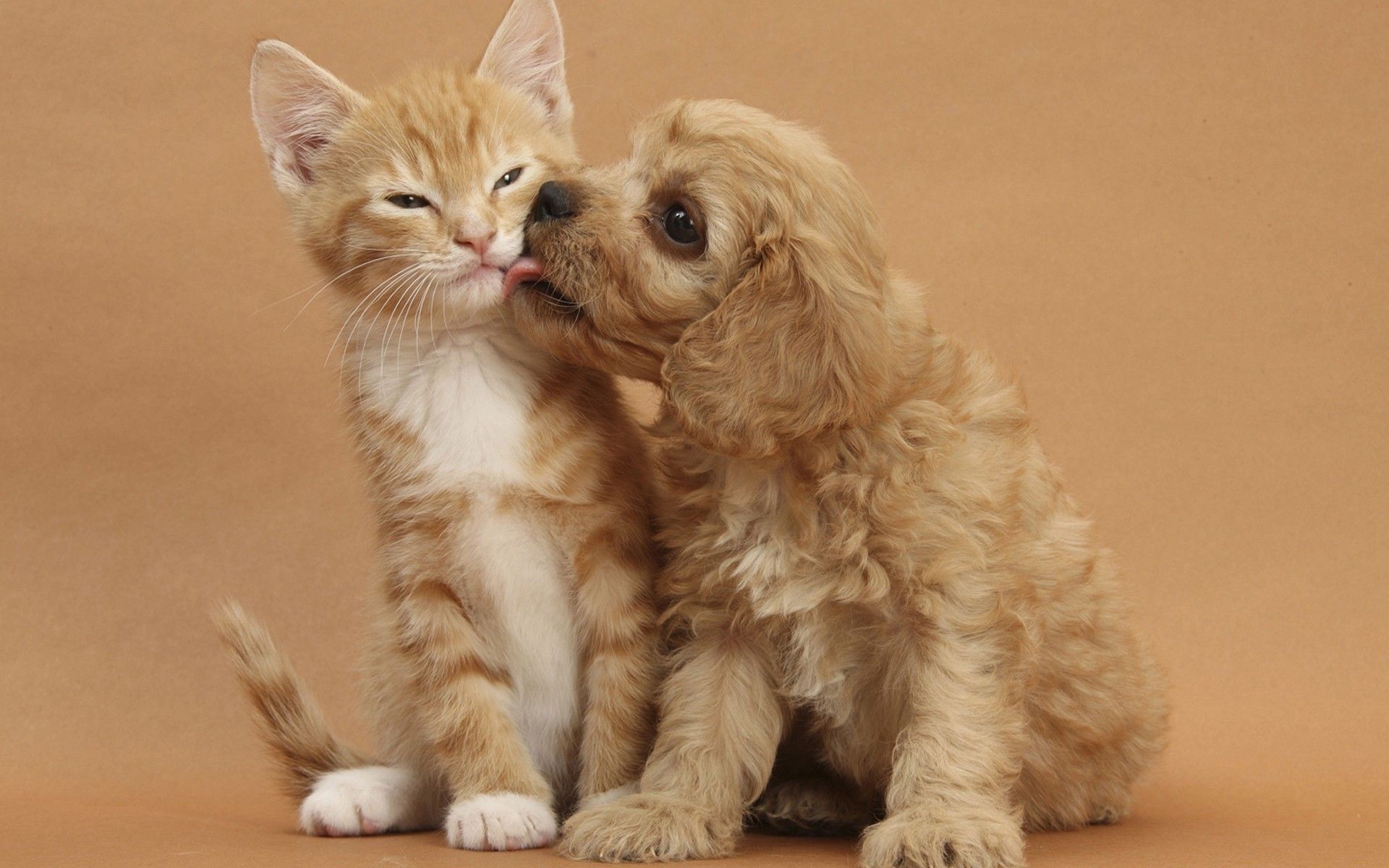 Dog and Cat Kissing