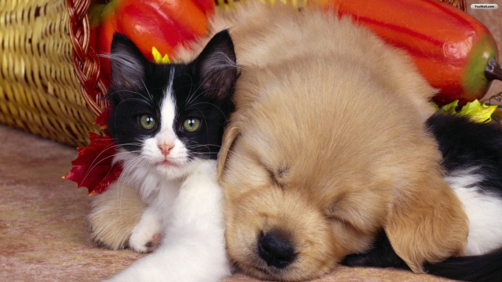 Dog and Cat Wallpapers