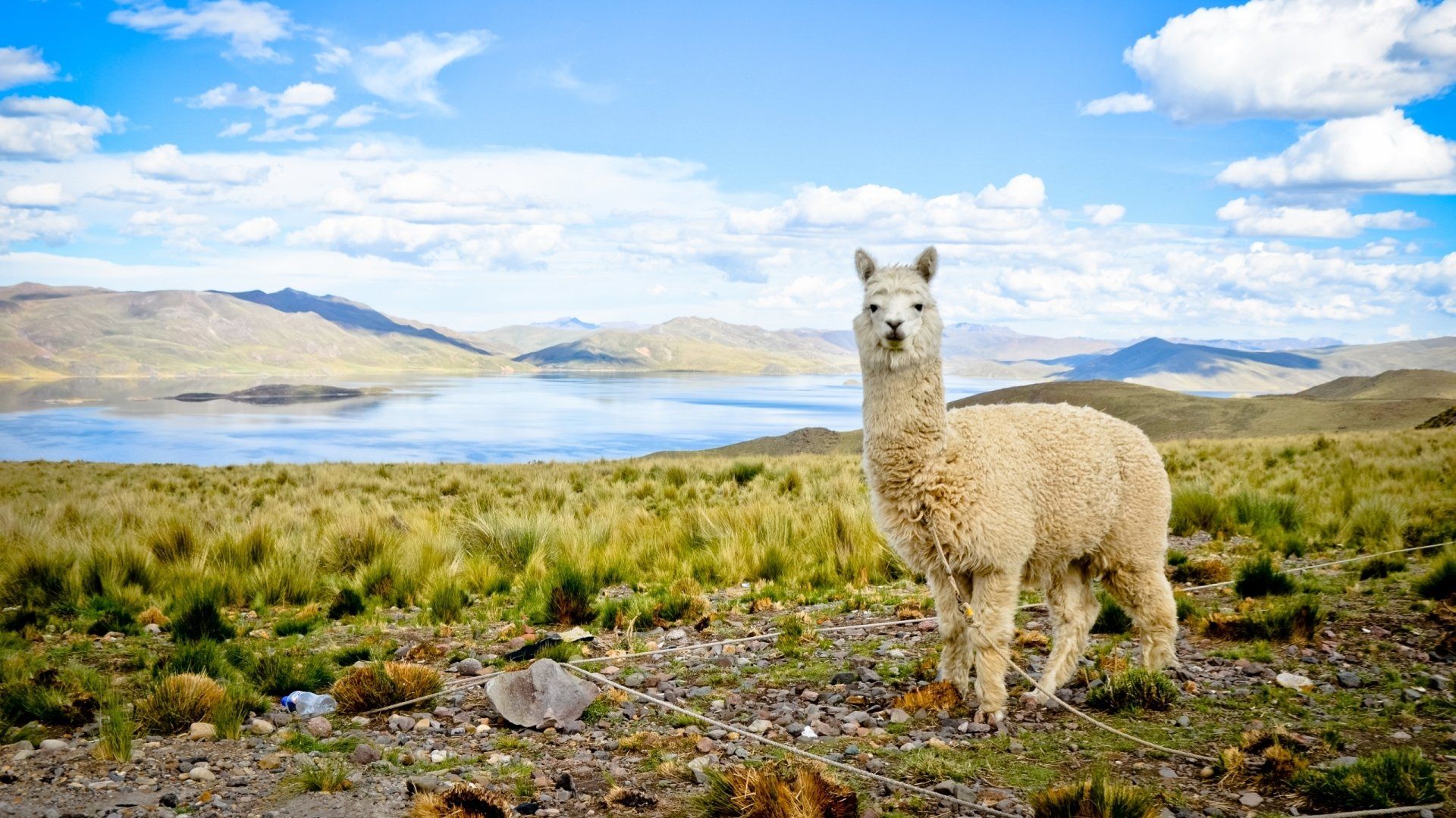 Alpaca HD Wallpaper and Background Image