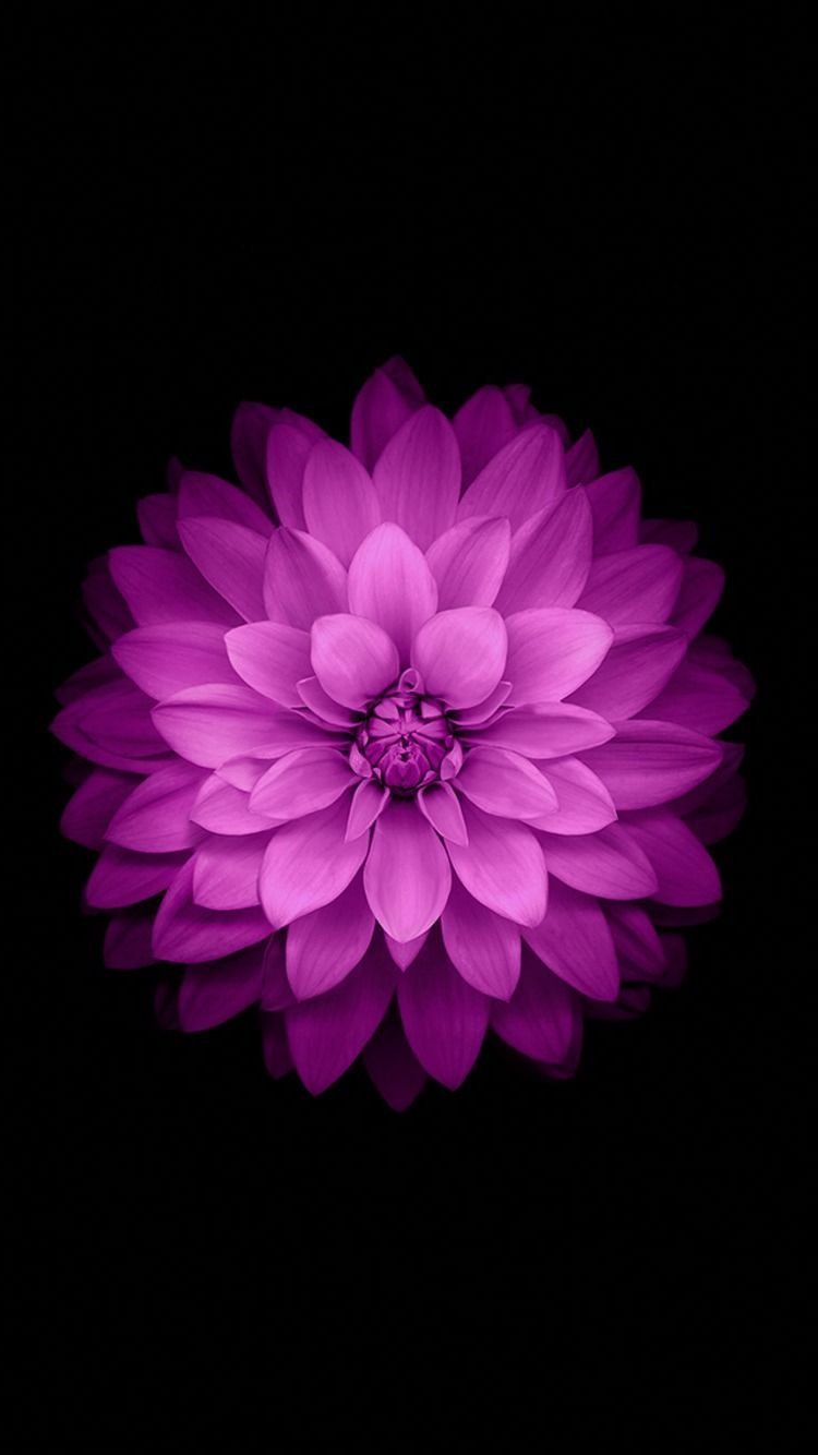 Ultra HD iPhone Flower Wallpaper 4k