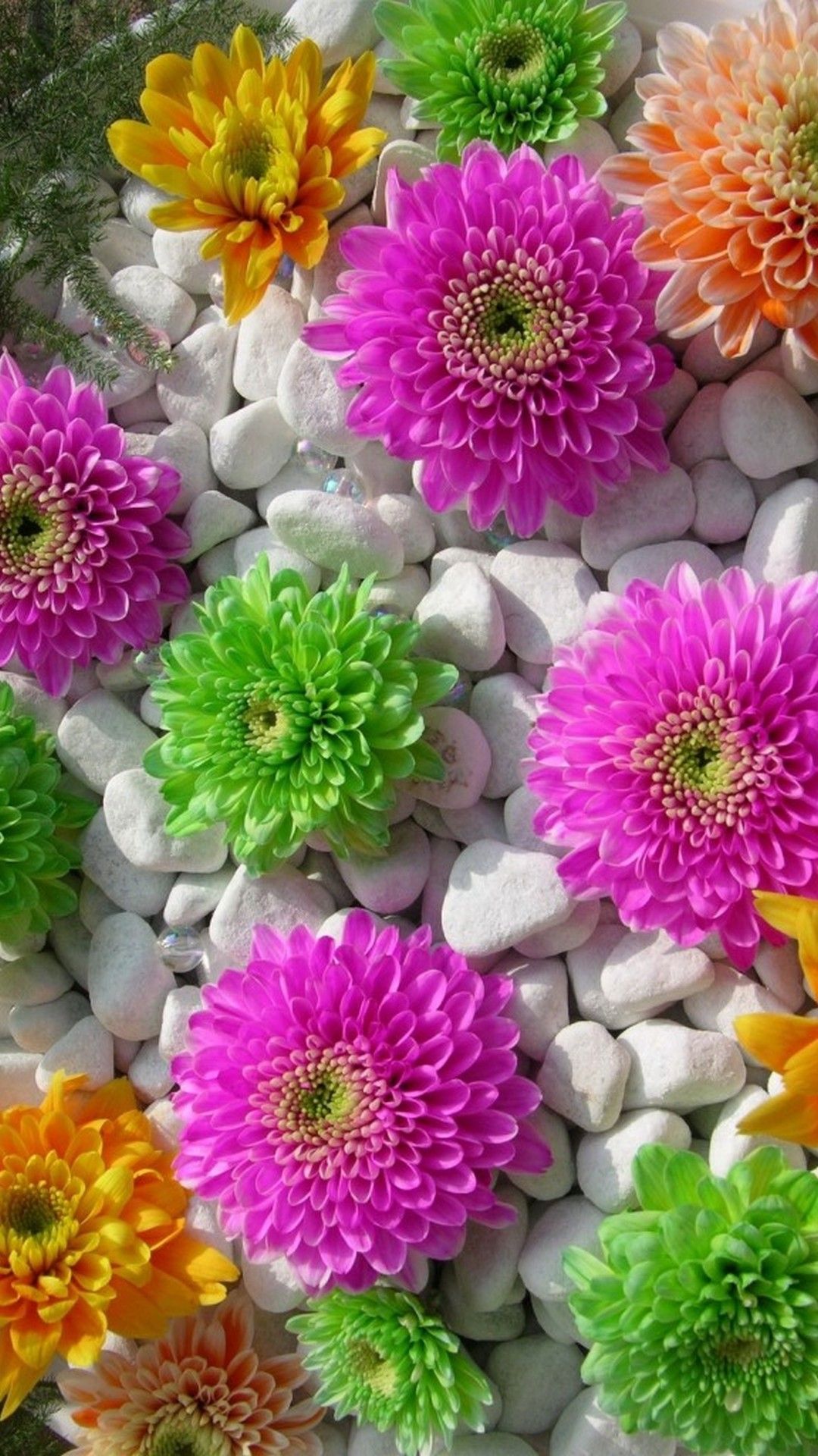 Flower HD iPhone Wallpapers - Wallpaper Cave