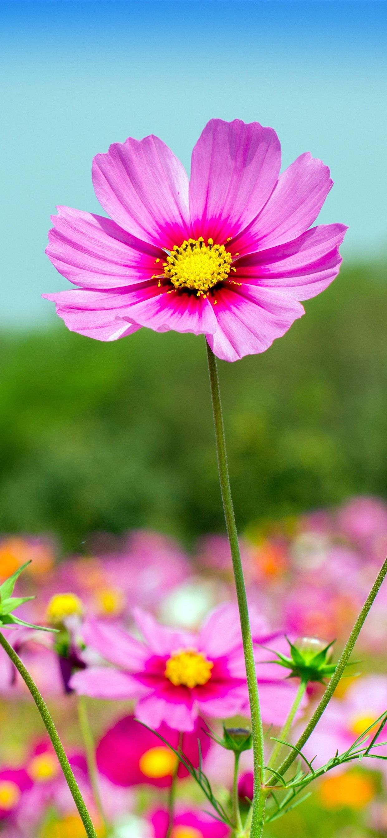 iPhone Wallpaper Pink Cosmos Flowers, Summer iPhone Xr