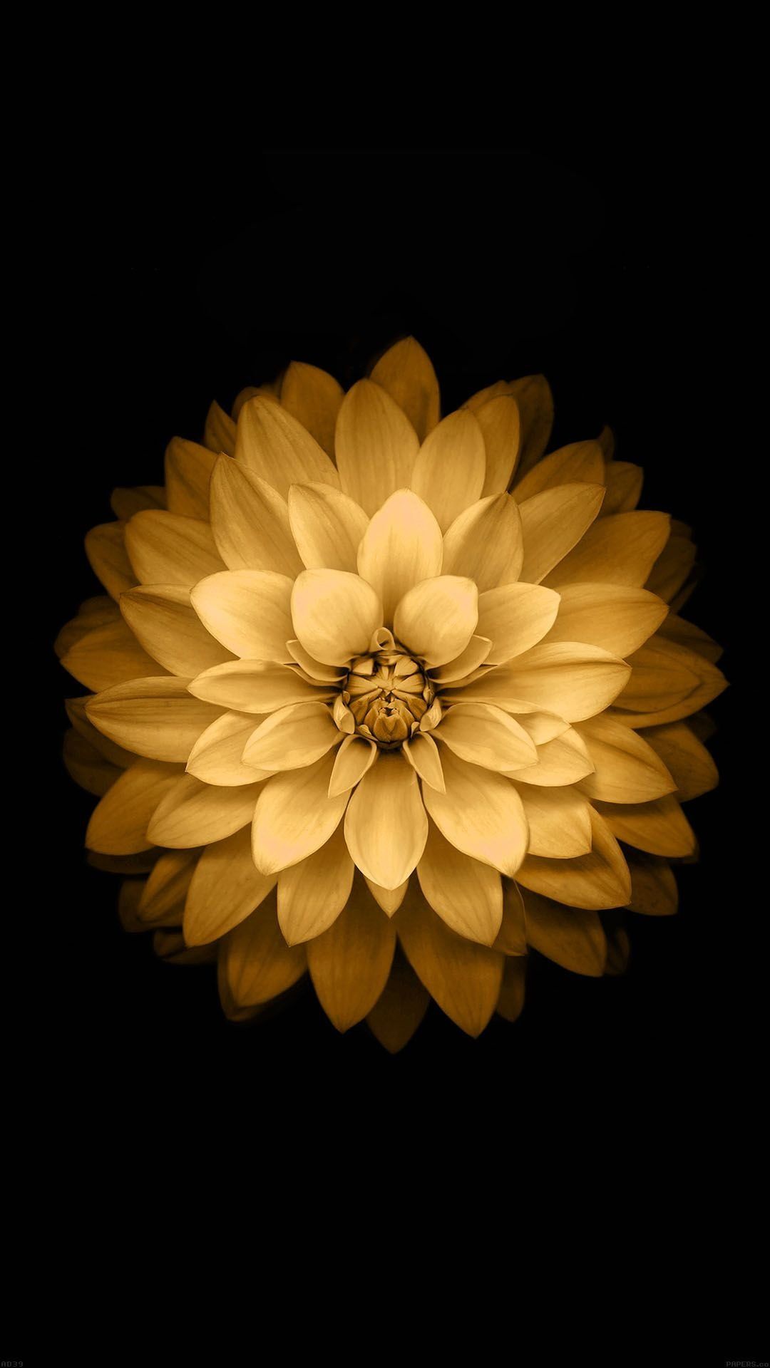 Flower Wallpaper For iPhone 7 Pluss
