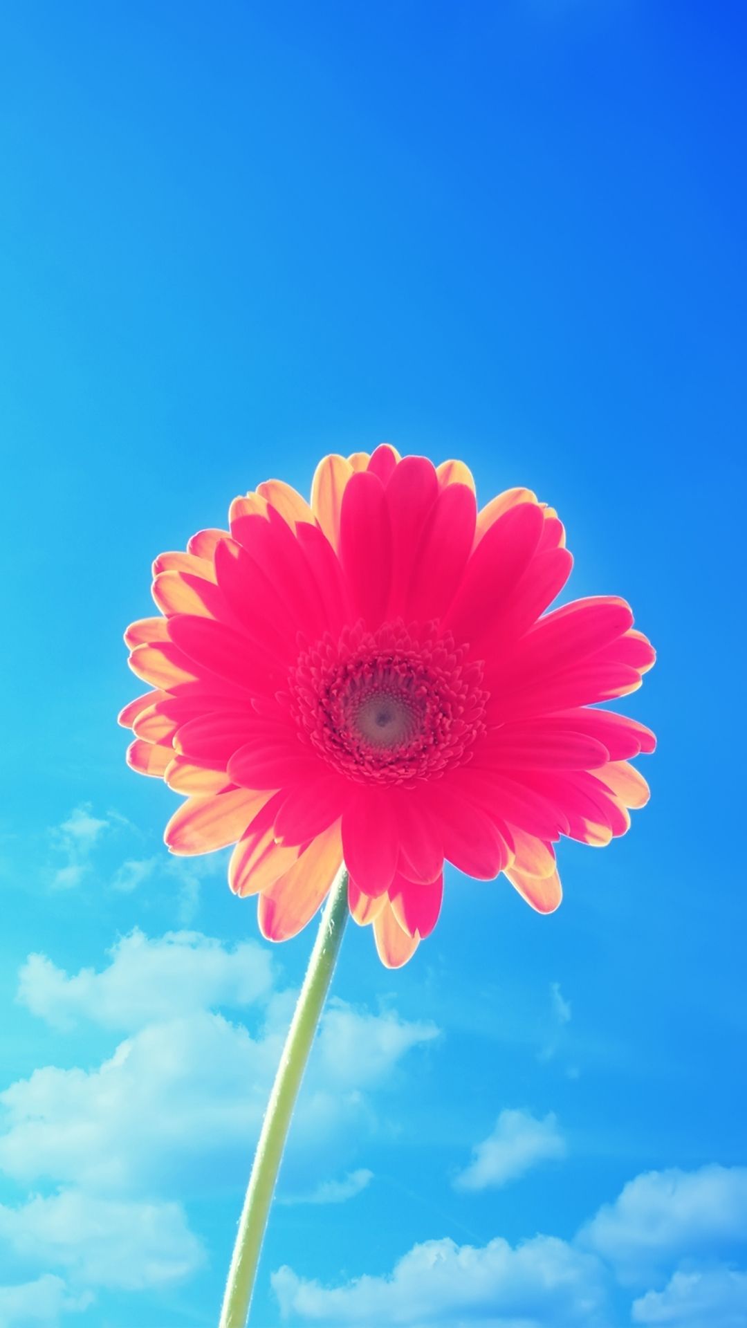 iPhone Wallpaper. Flower, Flowering plant, Sky, barberton daisy