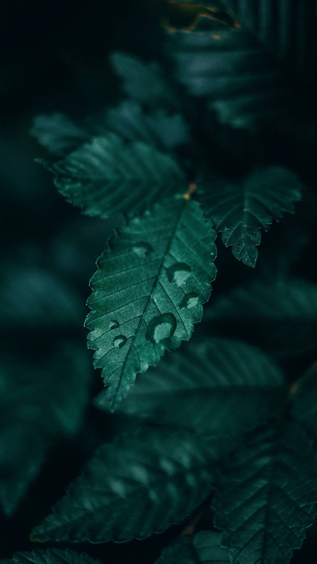 aesthetic dark nature emerald wallpapers leaf iphone backgrounds greenery plants dramatic uploaded user