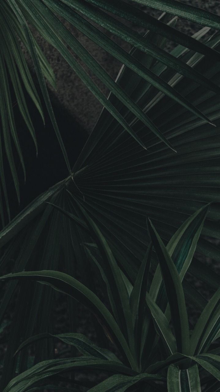 Featured image of post Dark Green Aesthetic Wallpaper Hd - Please enjoy &lt;3 phone background aesthetic.