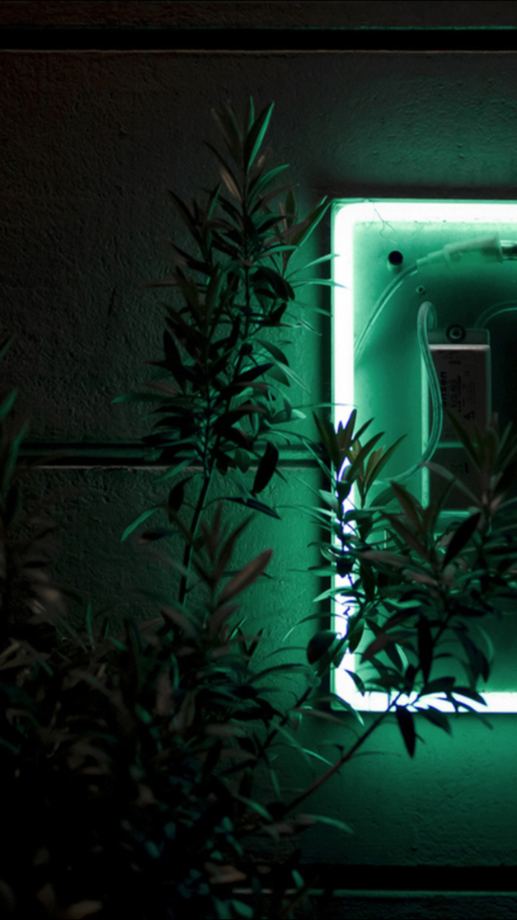 WALLPAPER image by Trystan Jordan. Dark green aesthetic, Green