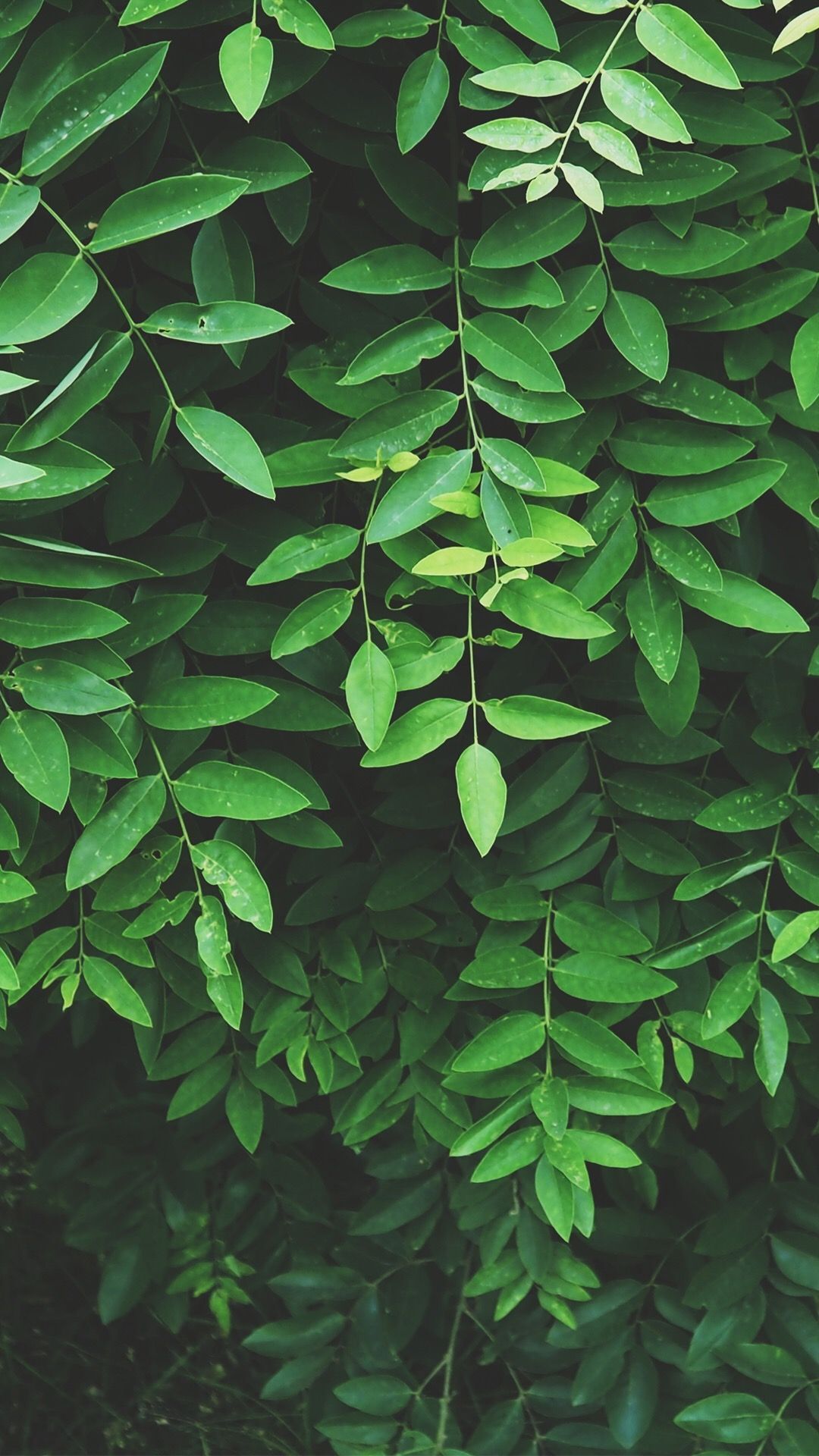 Free download leaf wallpaper Green Aesthetic Nature aesthetic